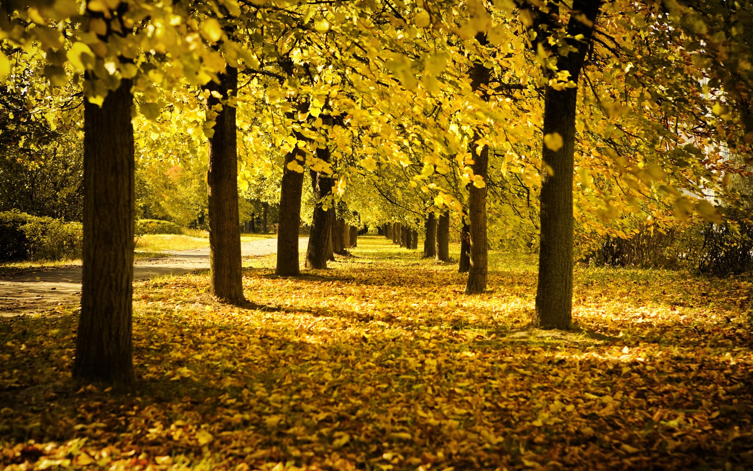 Téléchargez gratuitement l'image Automne, Terre/nature sur le bureau de votre PC