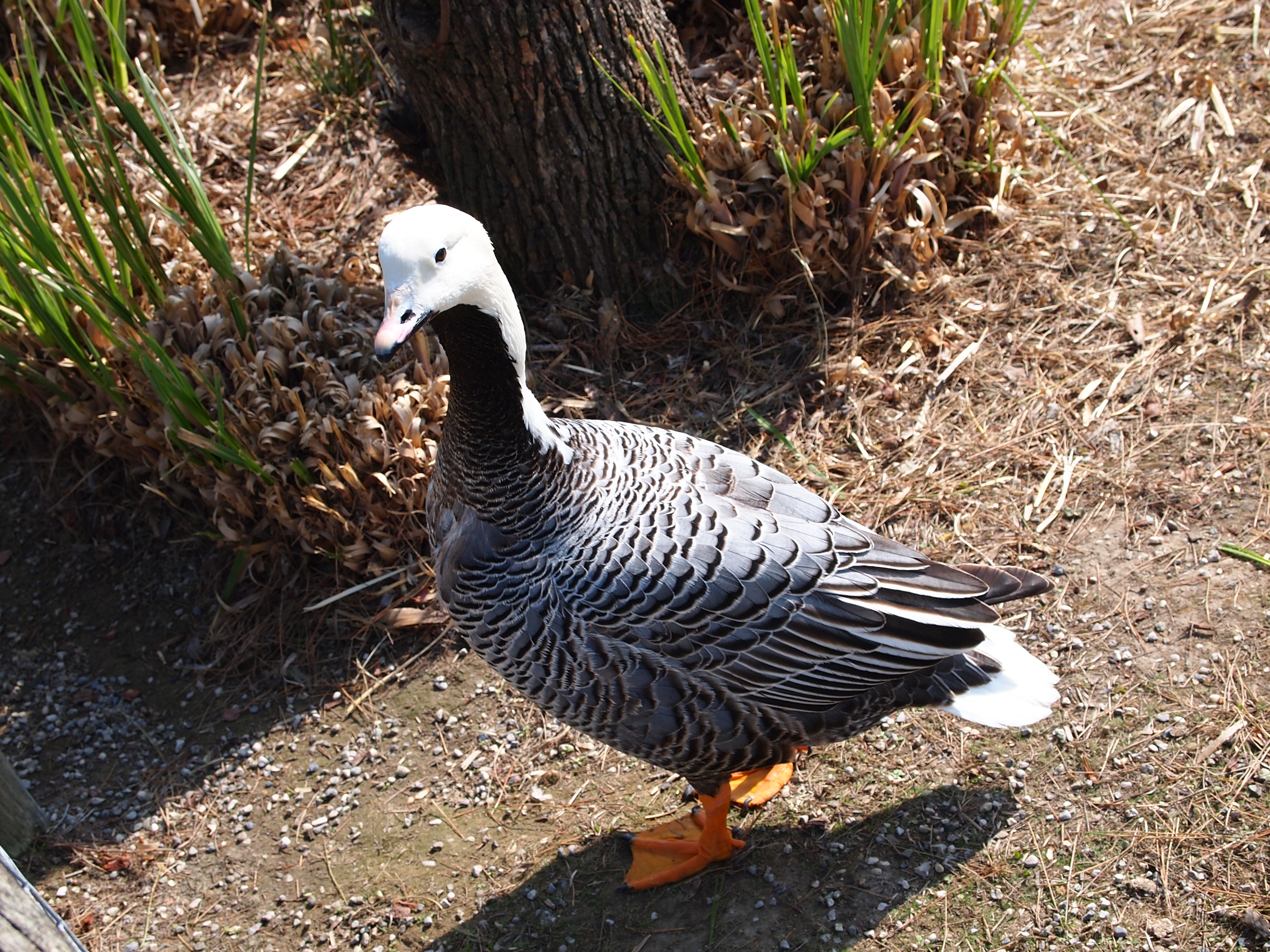 Descarga gratuita de fondo de pantalla para móvil de Pato, Aves, Animales.