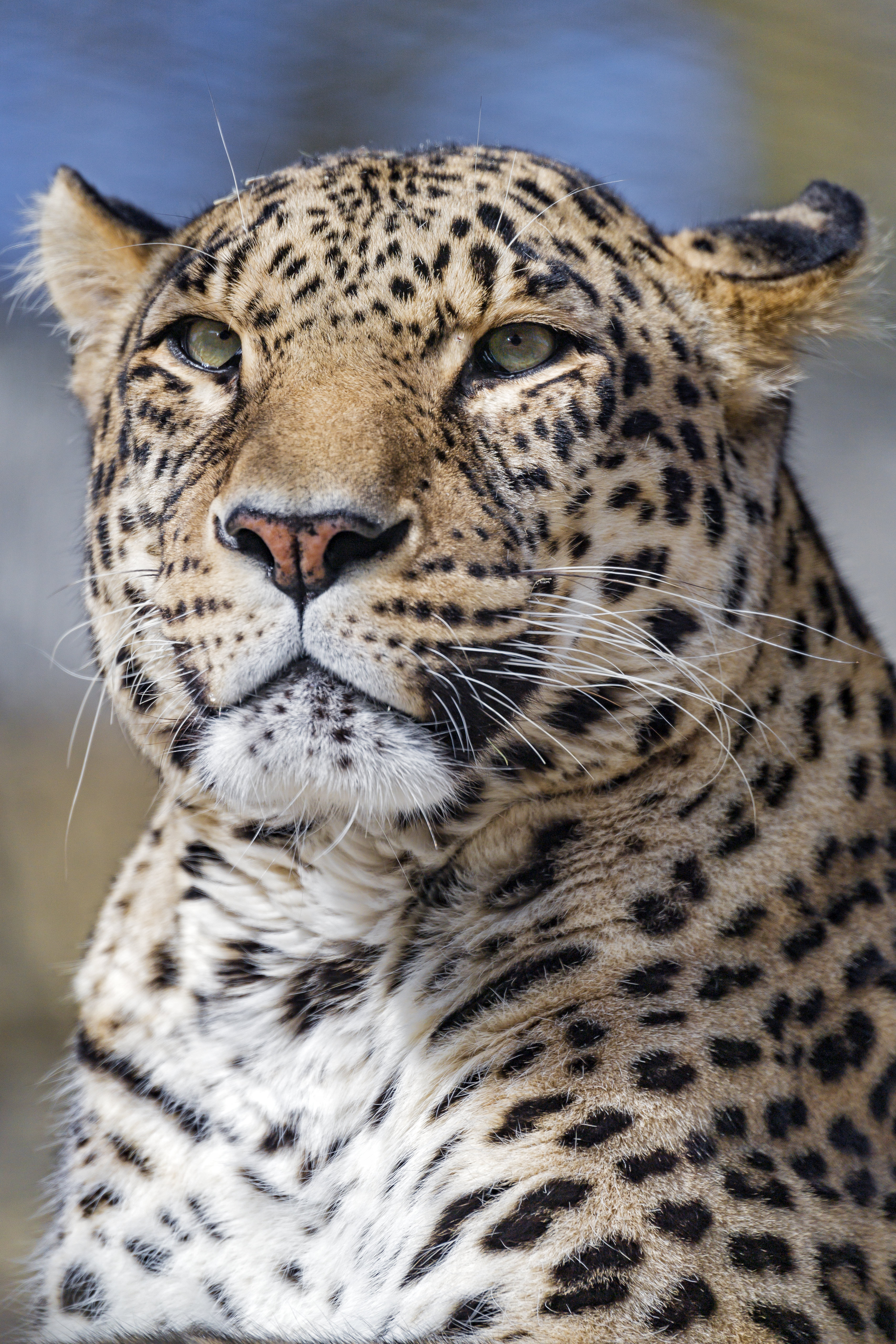 animals, leopard, muzzle, predator, big cat, sight, opinion wallpaper for mobile