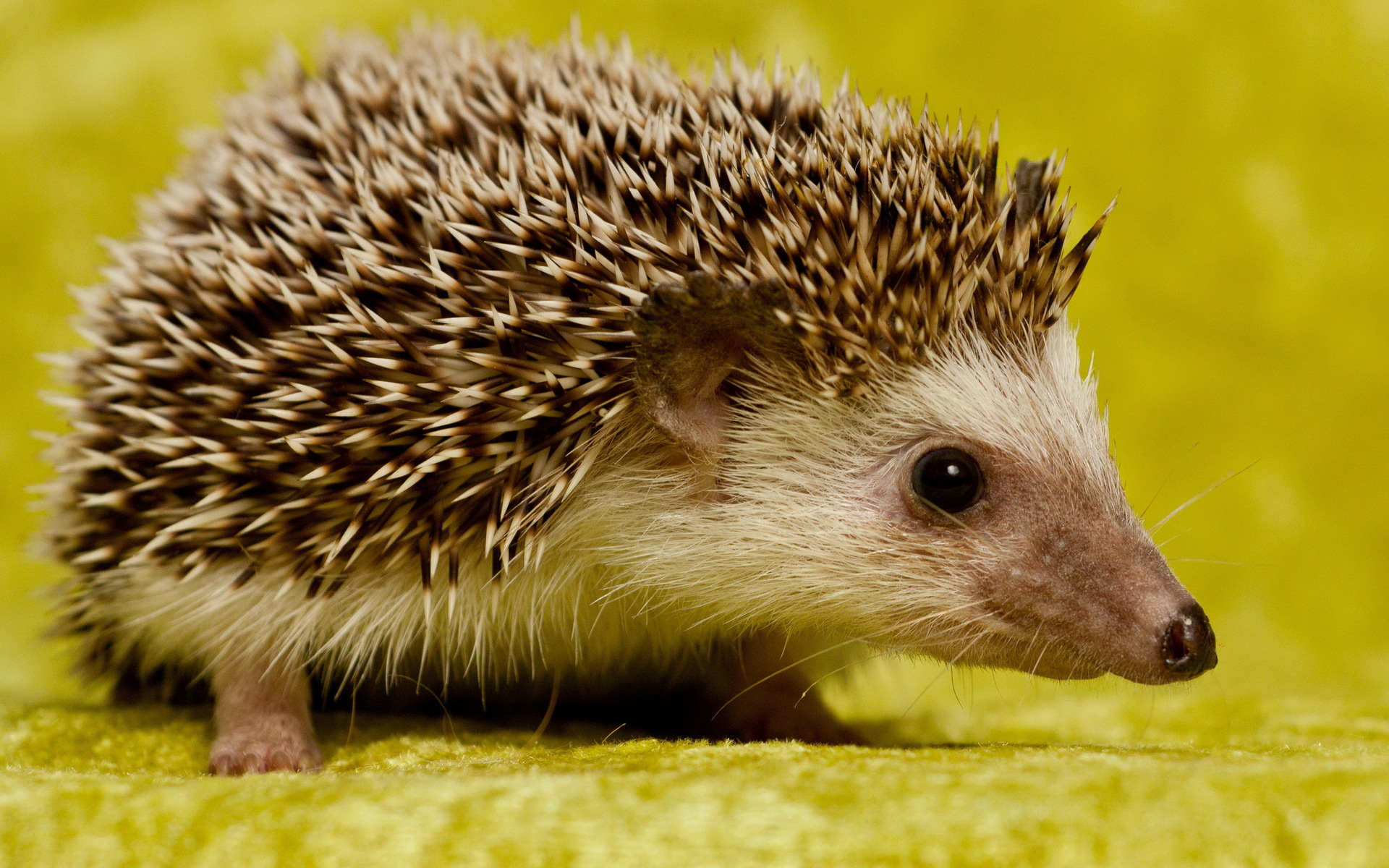 Handy-Wallpaper Tiere, Igel kostenlos herunterladen.