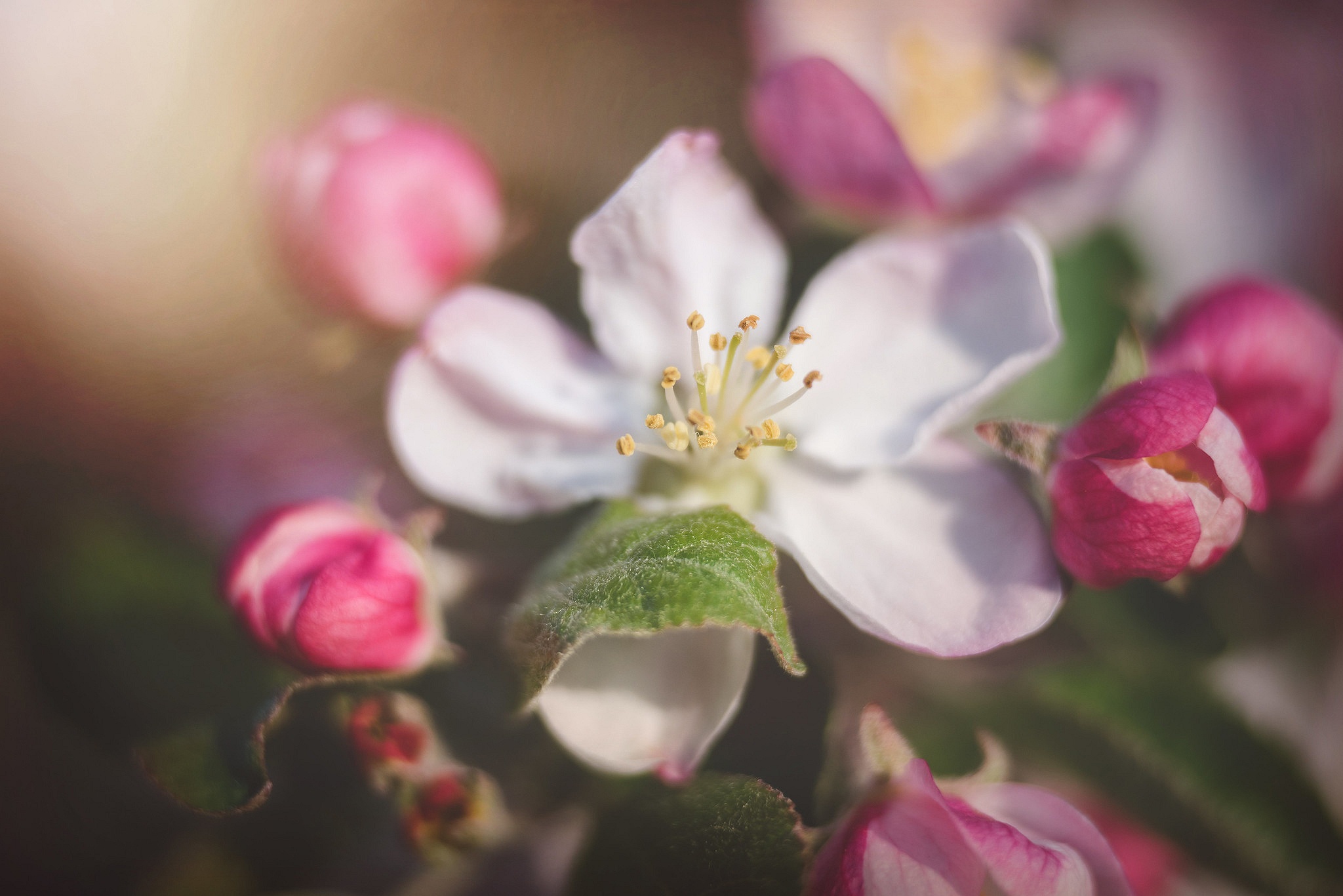492525 descargar fondo de pantalla tierra/naturaleza, florecer, flor de manzana, flor, macrofotografía, pétalo, primavera, flores: protectores de pantalla e imágenes gratis