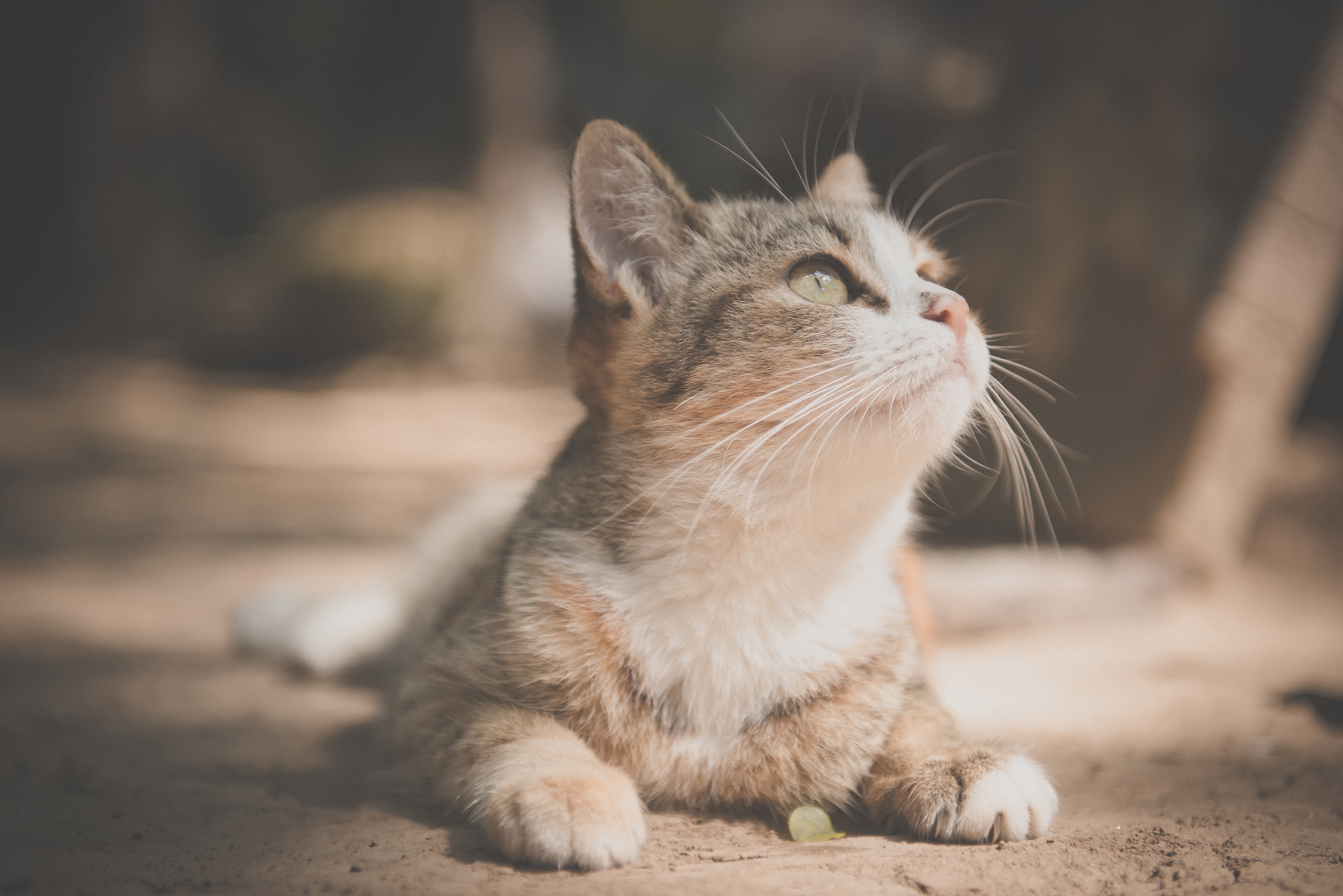 Handy-Wallpaper Tiere, Katzen, Katze kostenlos herunterladen.