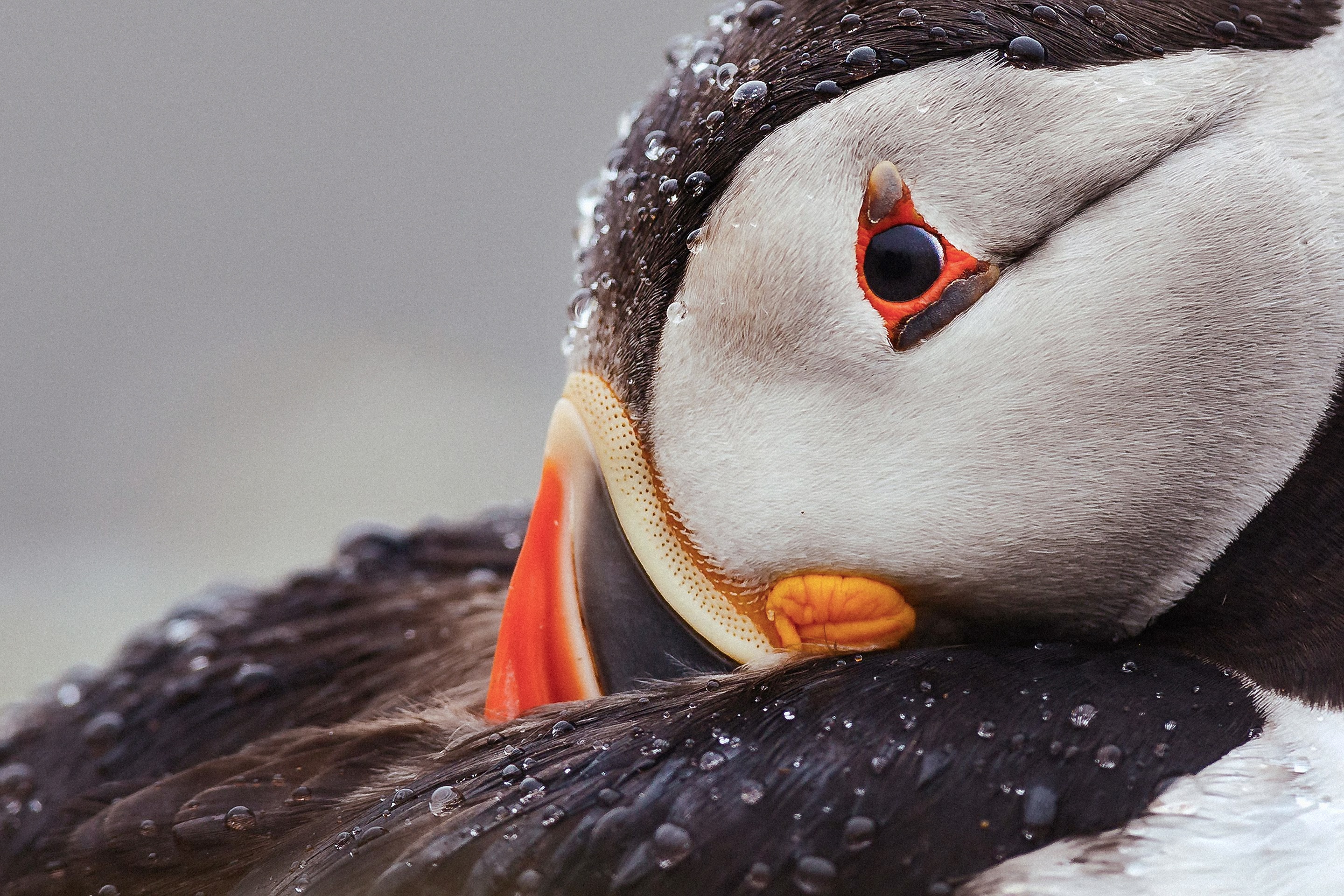 Download mobile wallpaper Birds, Bird, Animal, Puffin for free.