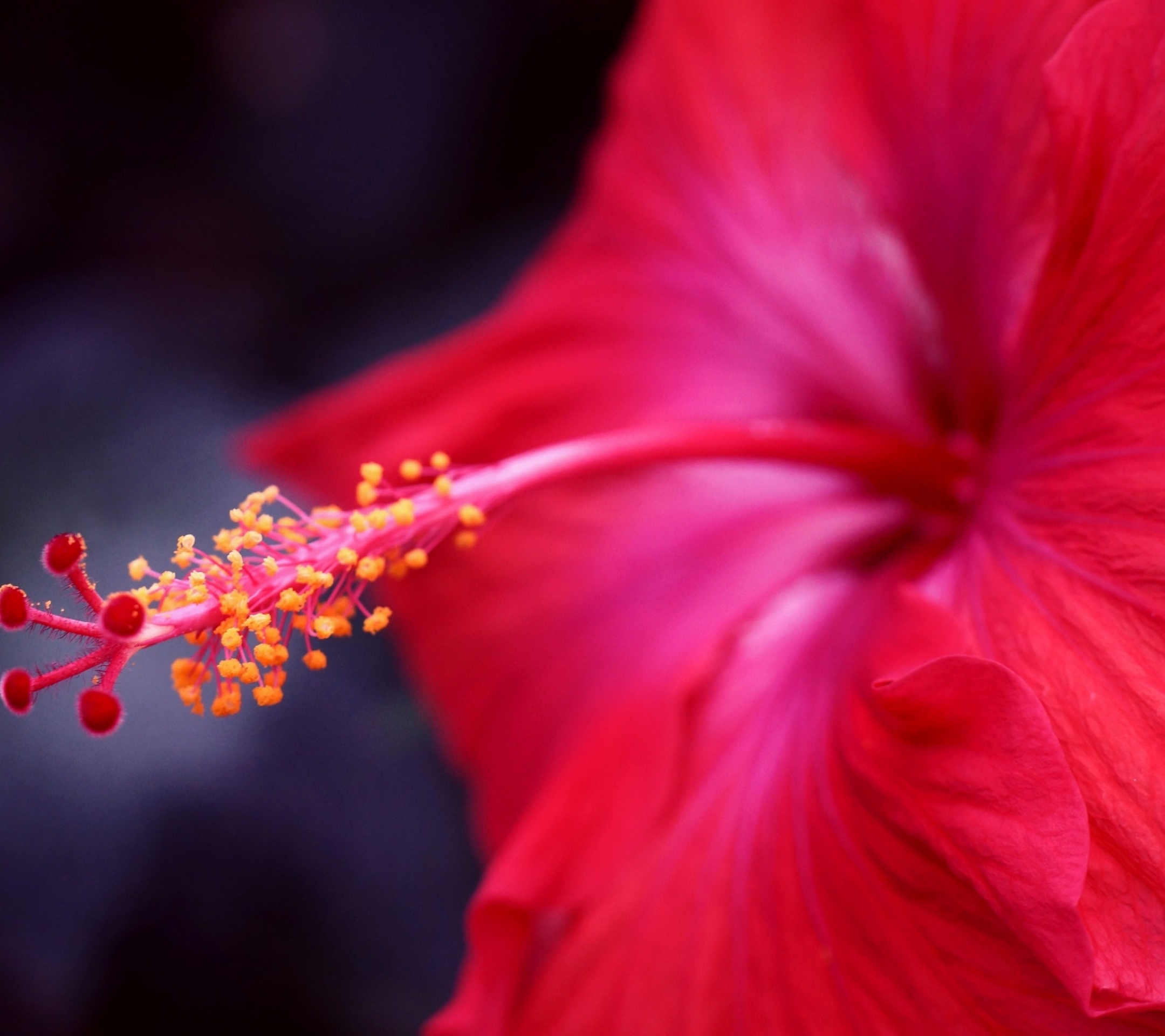 Descarga gratis la imagen Flores, Flor, Hibisco, Tierra/naturaleza en el escritorio de tu PC