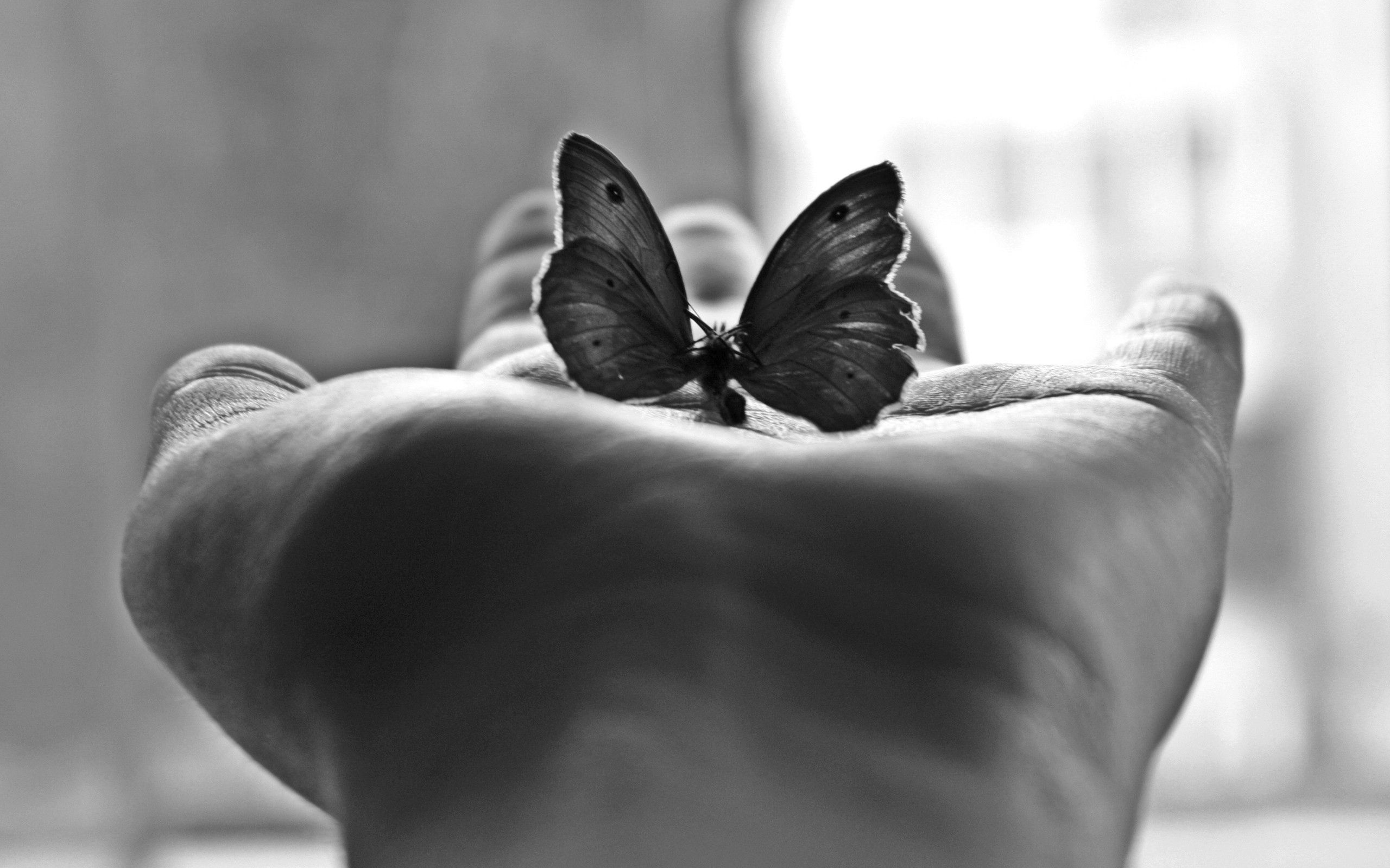 Download mobile wallpaper Chb, Miscellaneous, Miscellanea, Palm, Bw, Mood, Butterfly for free.