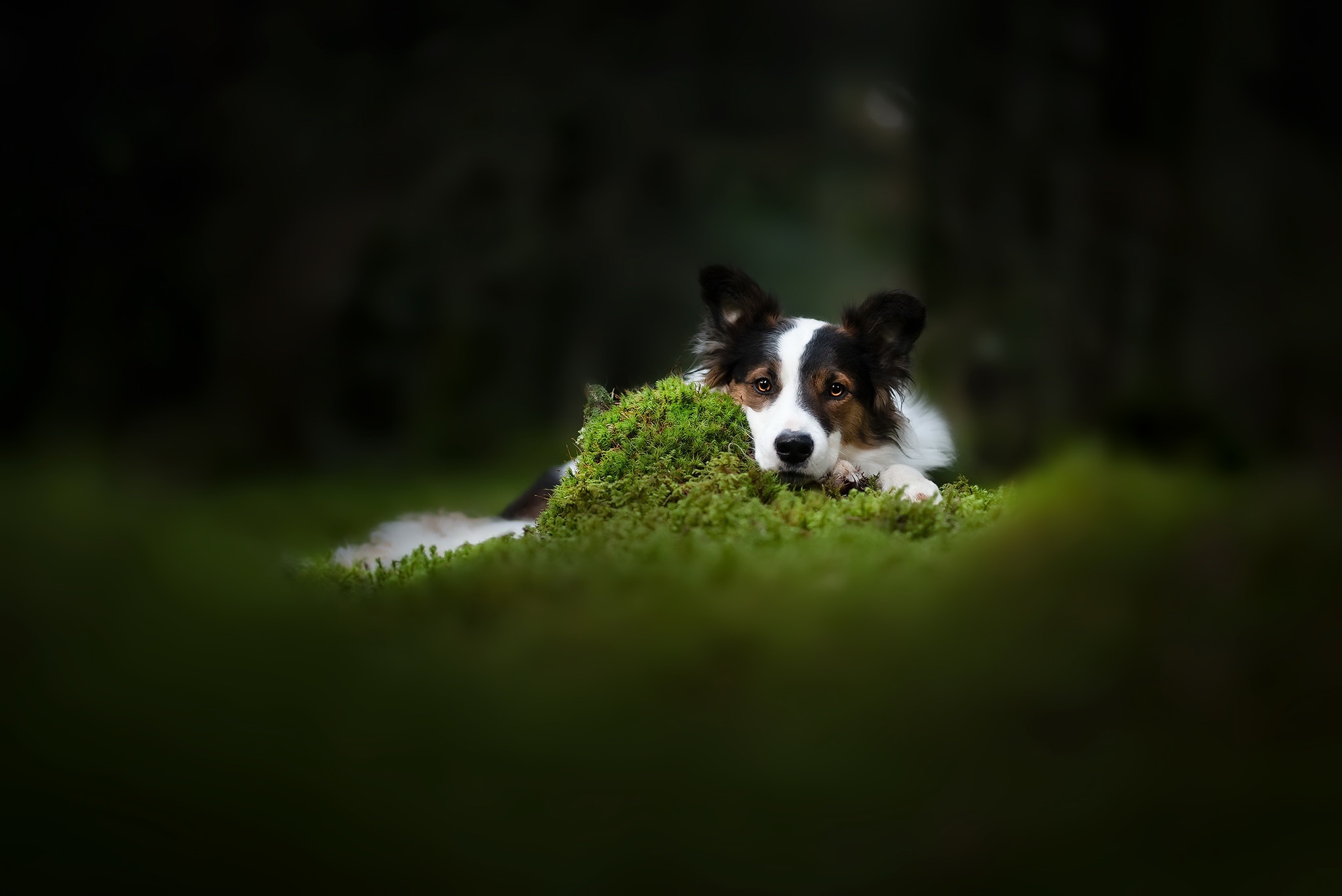 Download mobile wallpaper Nature, Dogs, Dog, Blur, Animal, Border Collie for free.