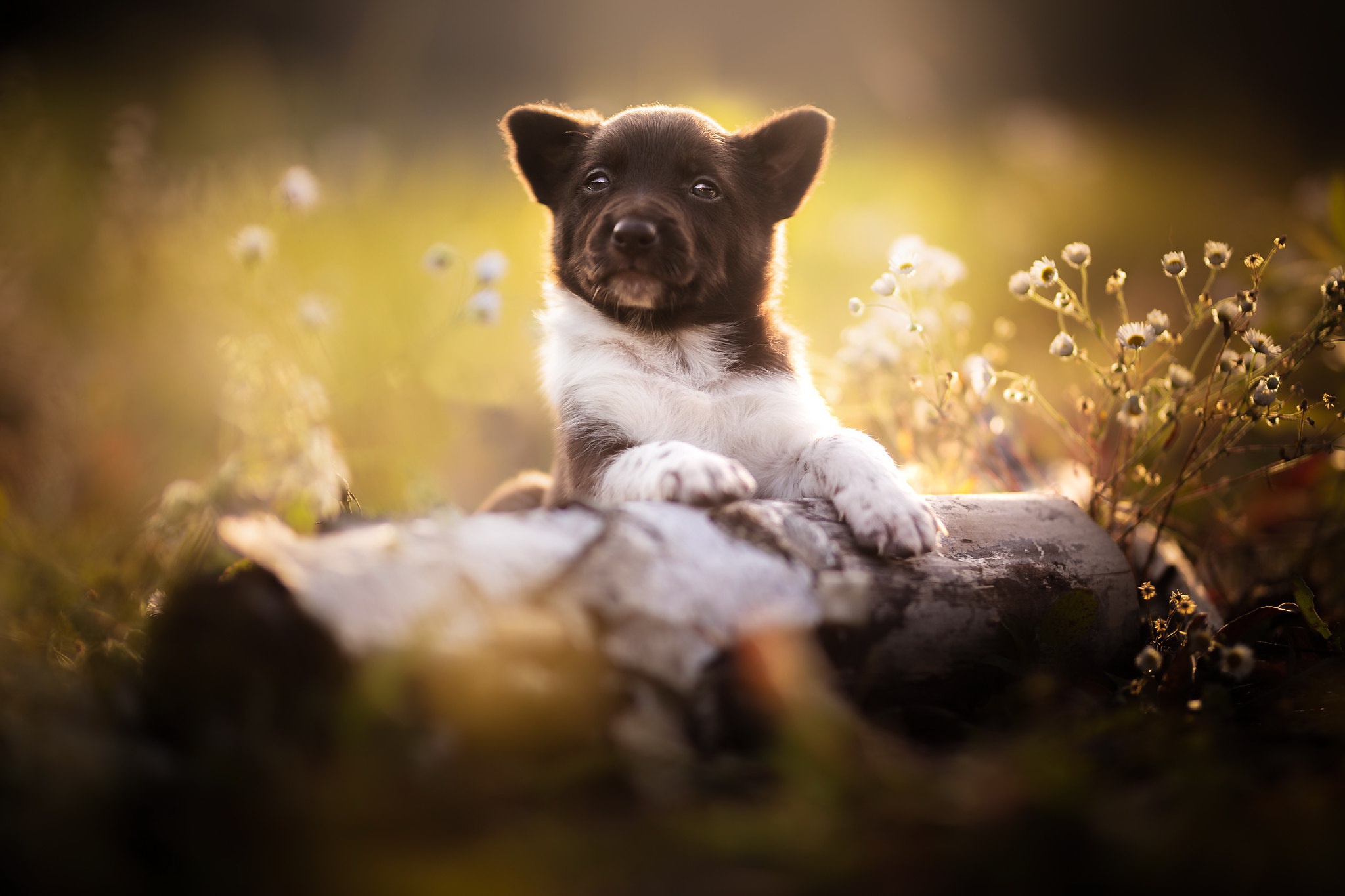 Téléchargez gratuitement l'image Animaux, Chiens, Chien, Chiot sur le bureau de votre PC