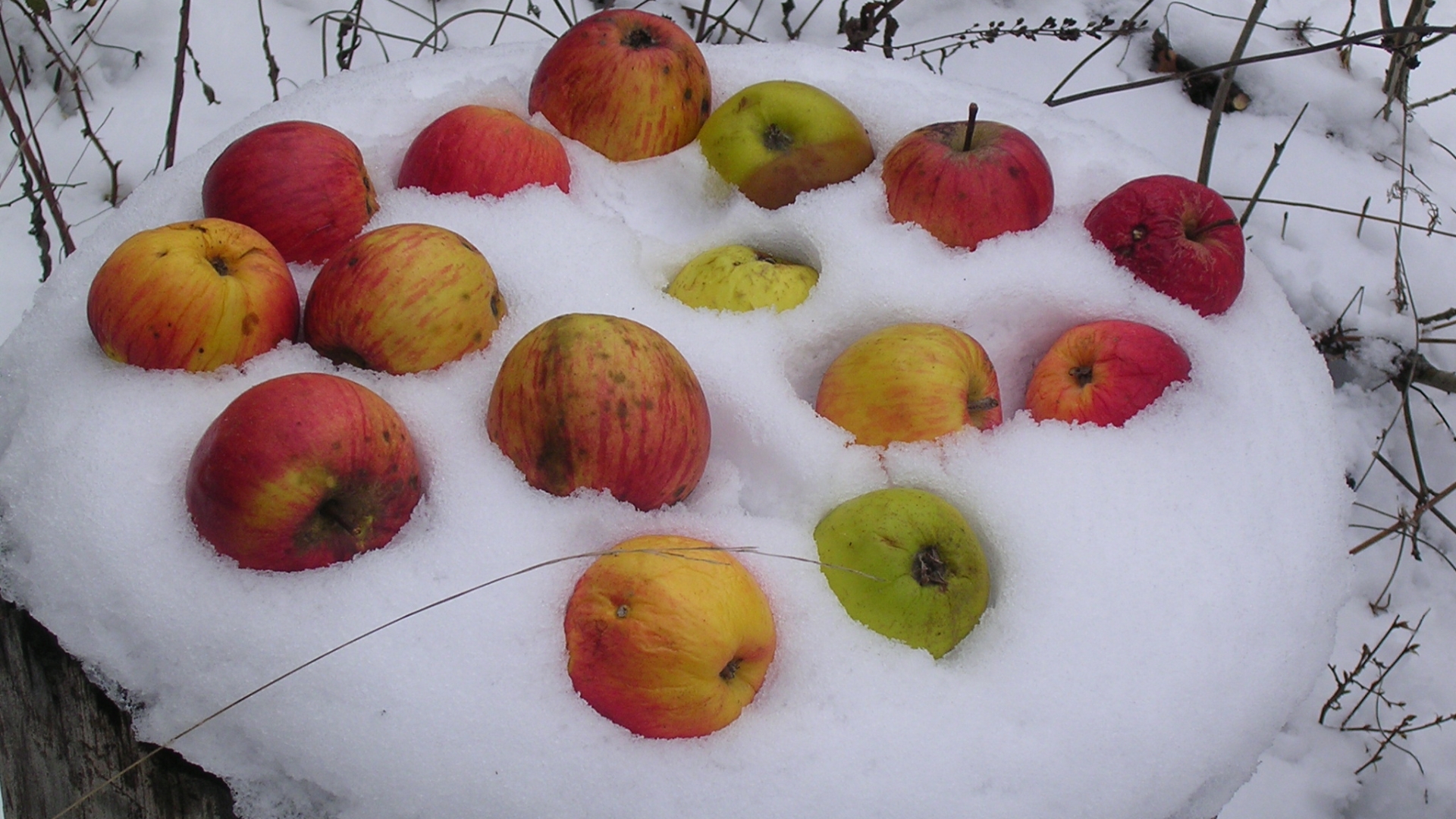 Handy-Wallpaper Früchte, Nahrungsmittel, Apfel, Schnee kostenlos herunterladen.