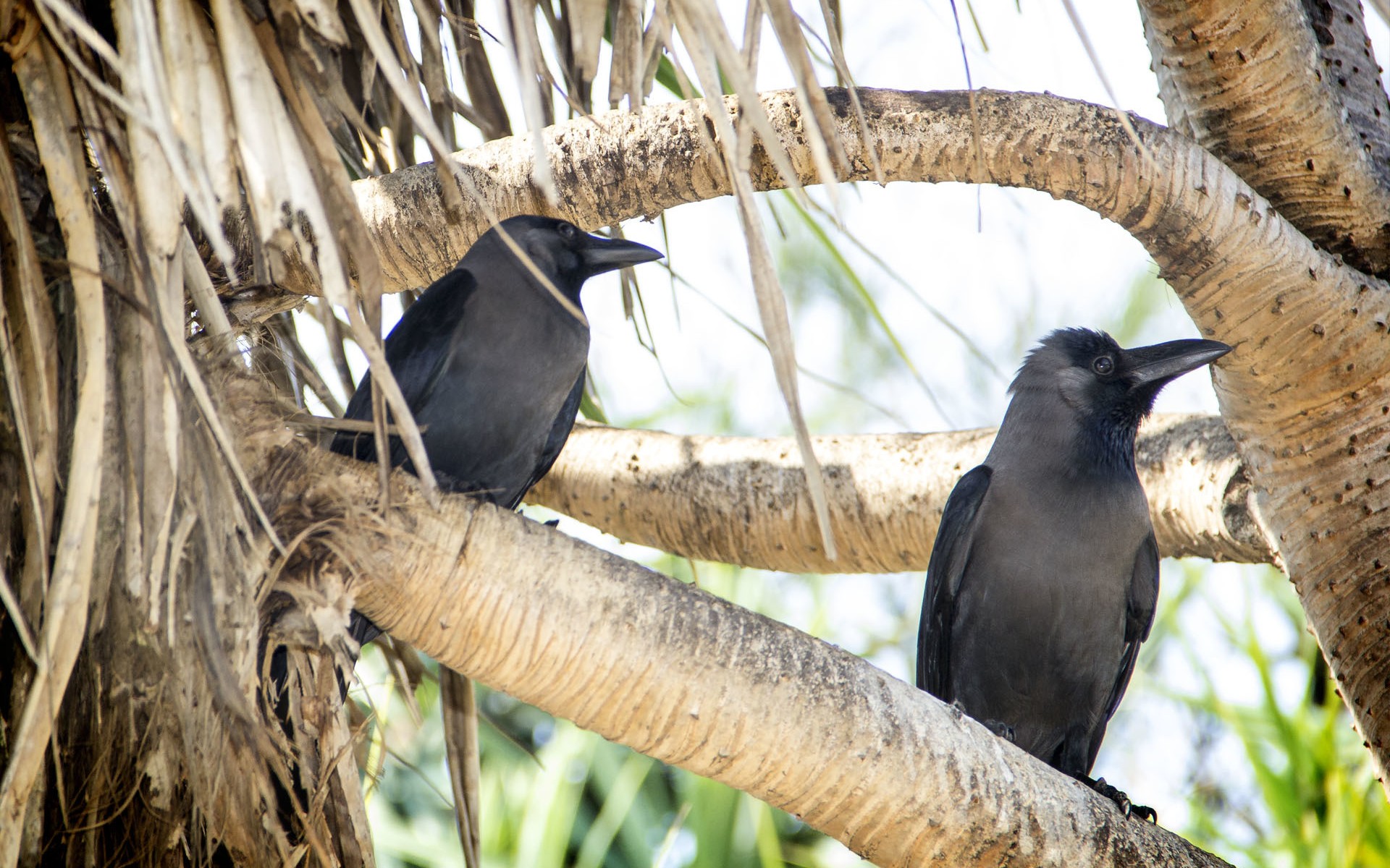 PCデスクトップに動物, 鳥画像を無料でダウンロード