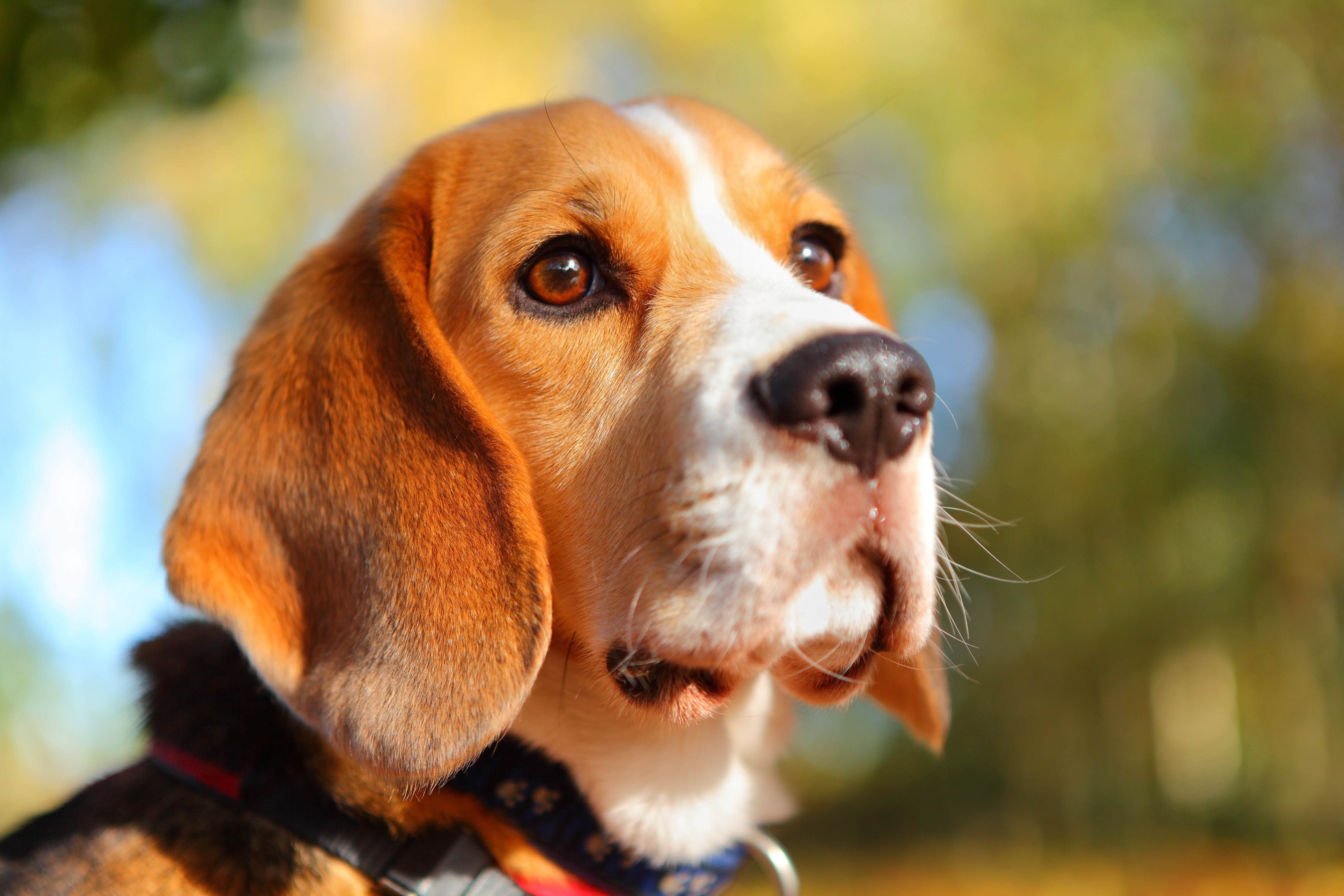 Download mobile wallpaper Dogs, Dog, Muzzle, Close Up, Animal, Beagle, Depth Of Field for free.