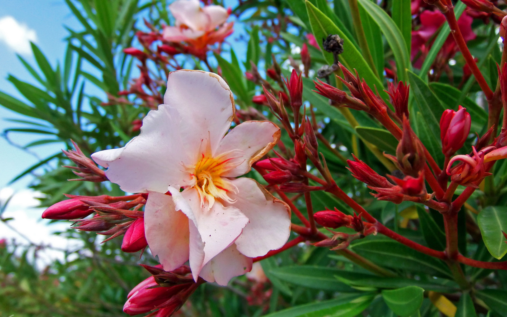 Téléchargez gratuitement l'image Fleurs, Fleur, Terre/nature sur le bureau de votre PC