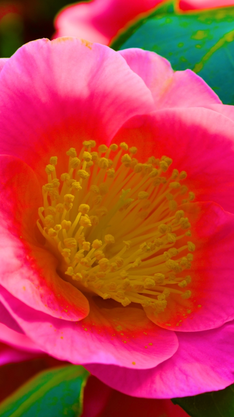 無料モバイル壁紙自然, フラワーズ, 葉, 花, 閉じる, 地球, カメリア, ピンクの花をダウンロードします。