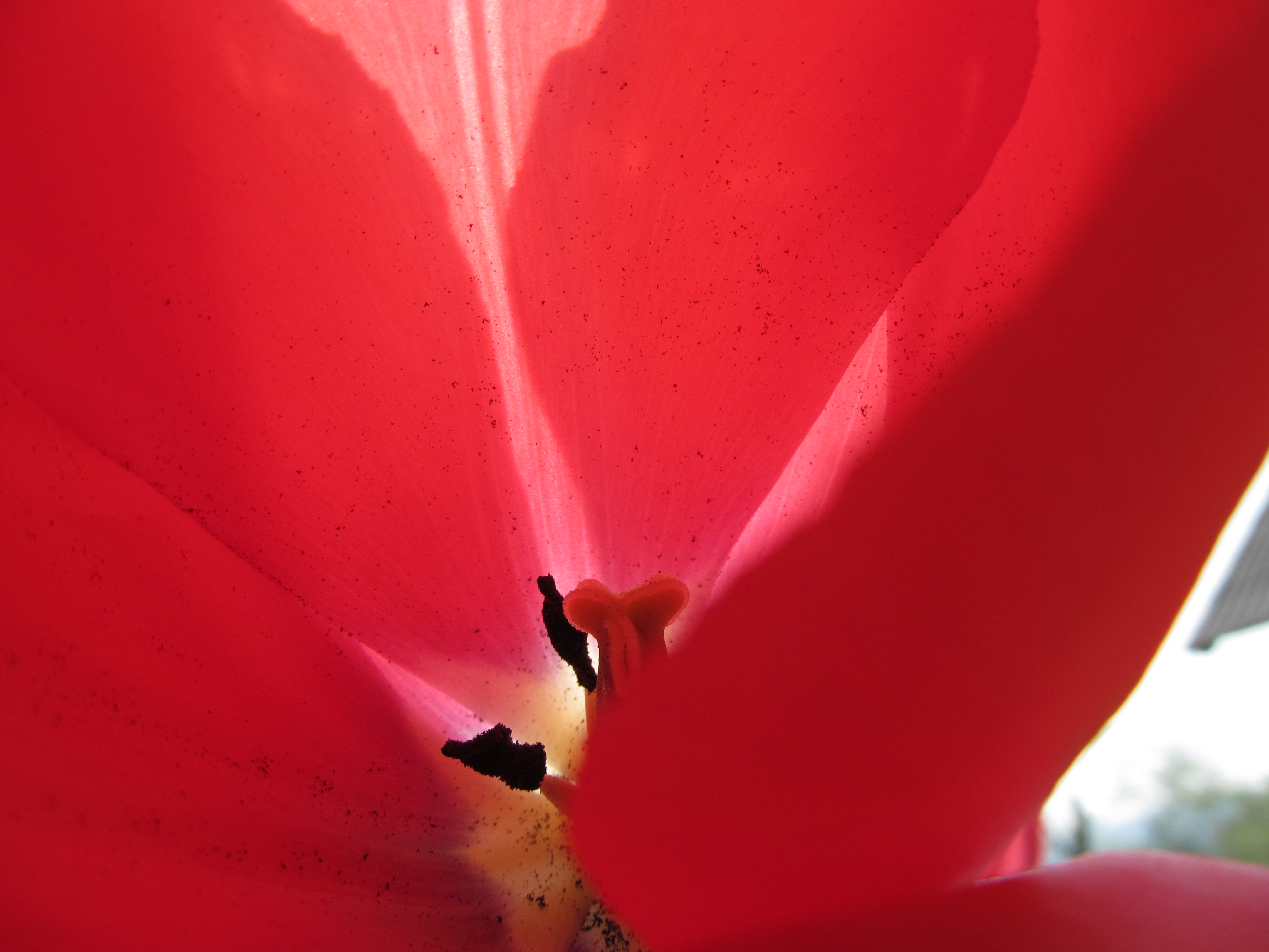 Téléchargez gratuitement l'image Fleurs, Tulipe, Terre/nature sur le bureau de votre PC