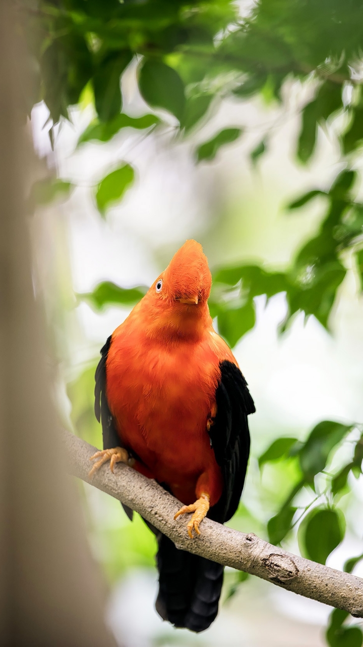 Baixar papel de parede para celular de Animais, Aves, Pássaro gratuito.