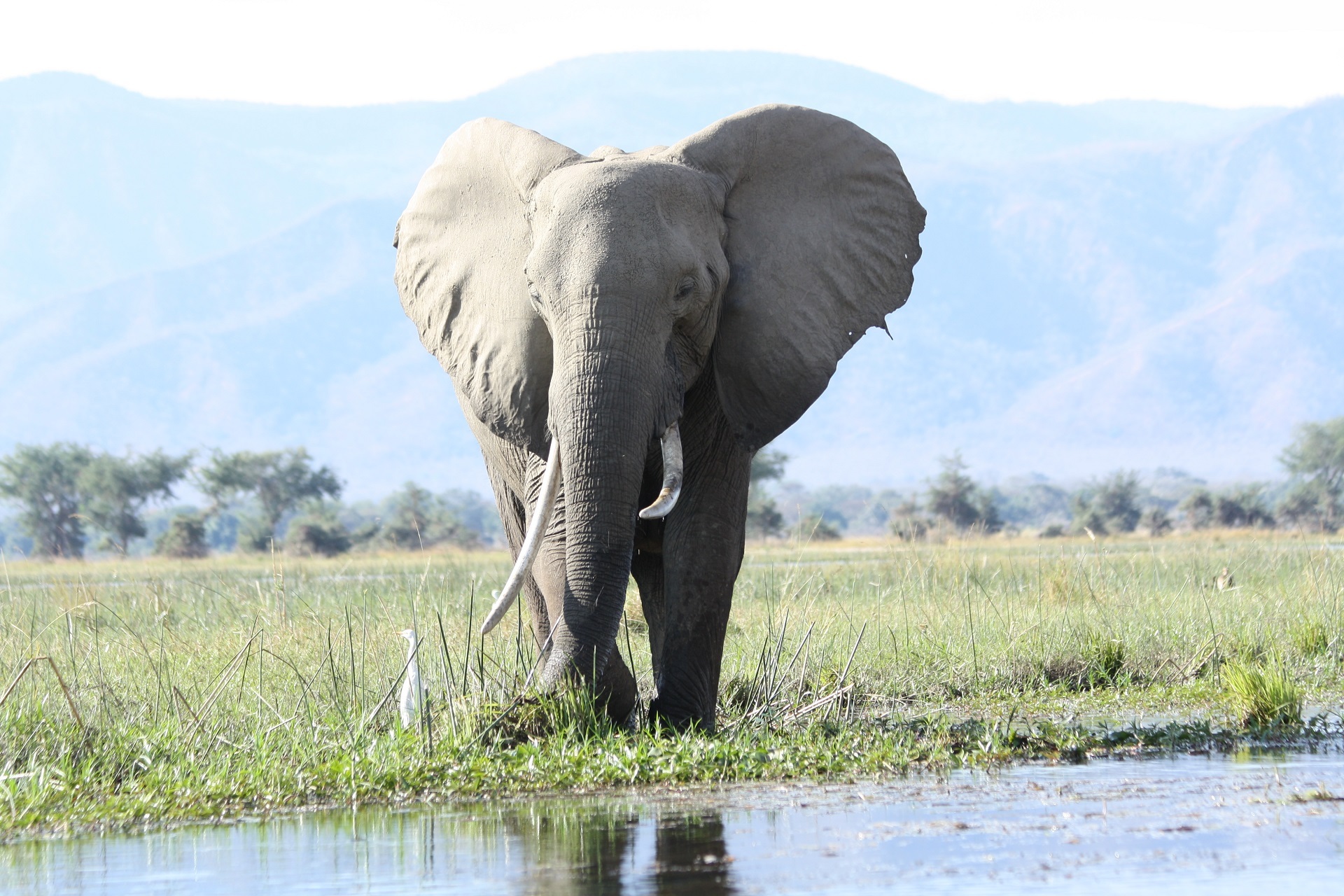 393662 скачать обои животные, африканский слон, млекопитающее, бивень, слоны - заставки и картинки бесплатно
