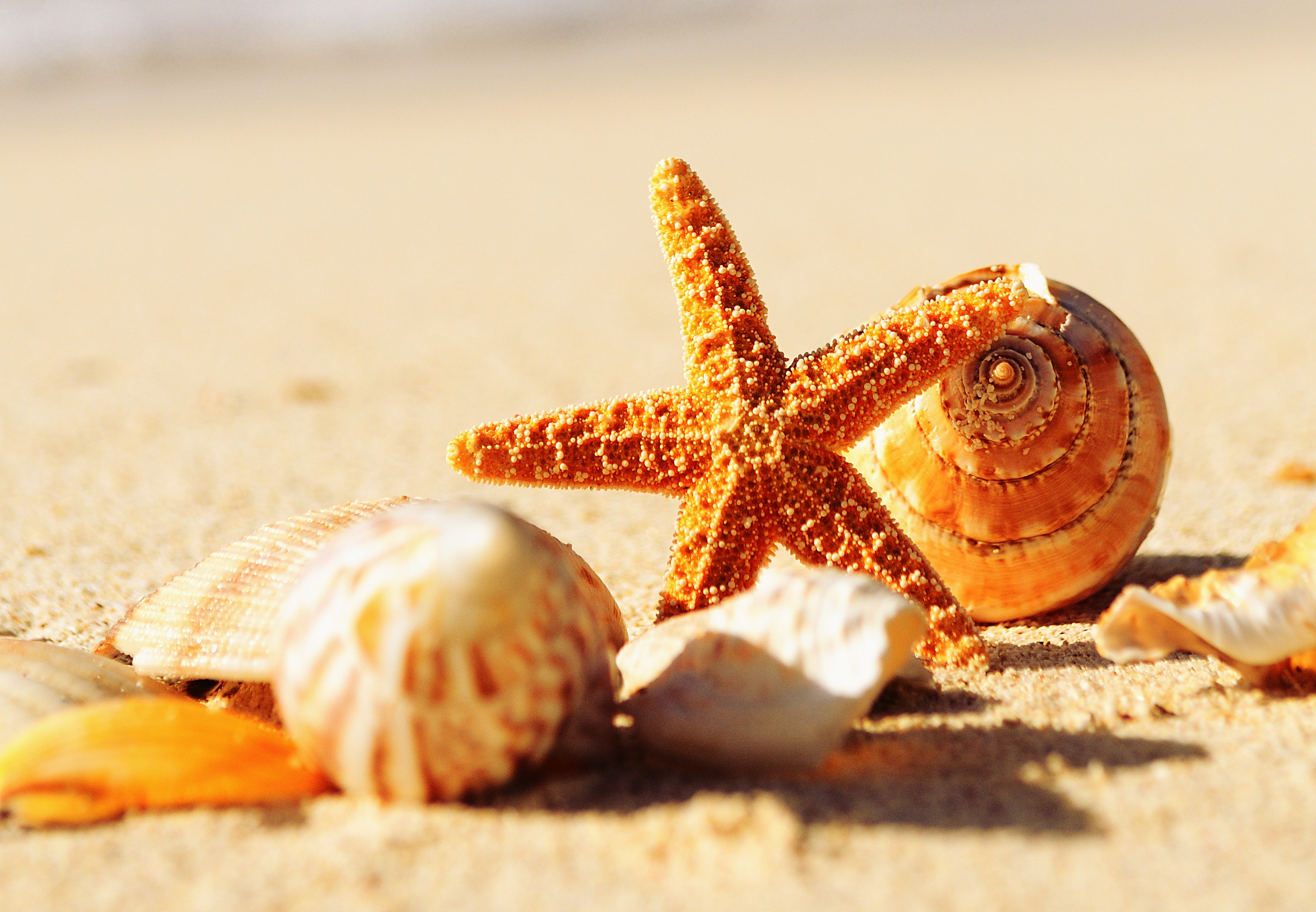 Free download wallpaper Sand, Starfish, Earth, Shell on your PC desktop