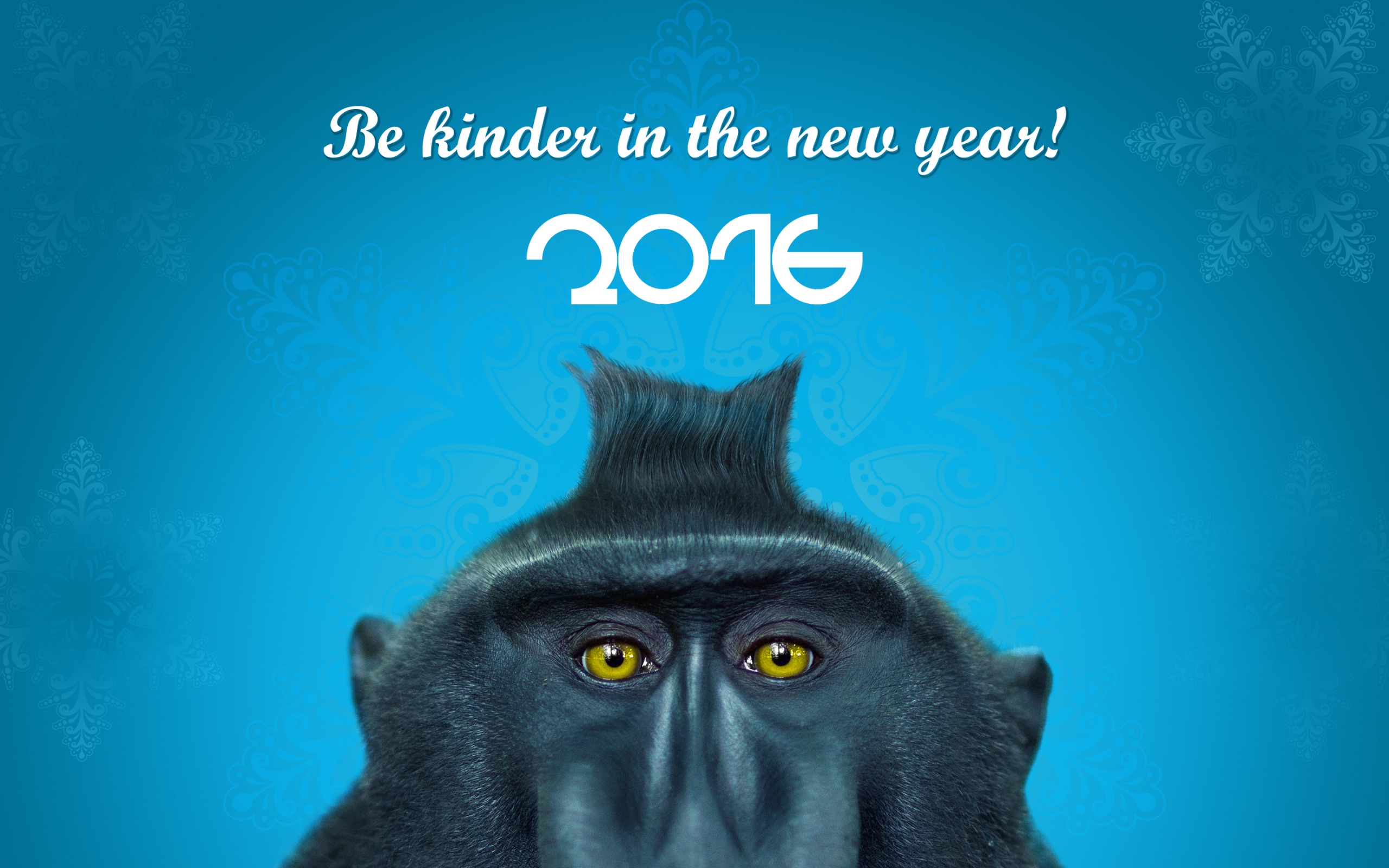 730769 baixar papel de parede feriados, ano novo 2016, macaco preto com crista, olhos, macaco - protetores de tela e imagens gratuitamente