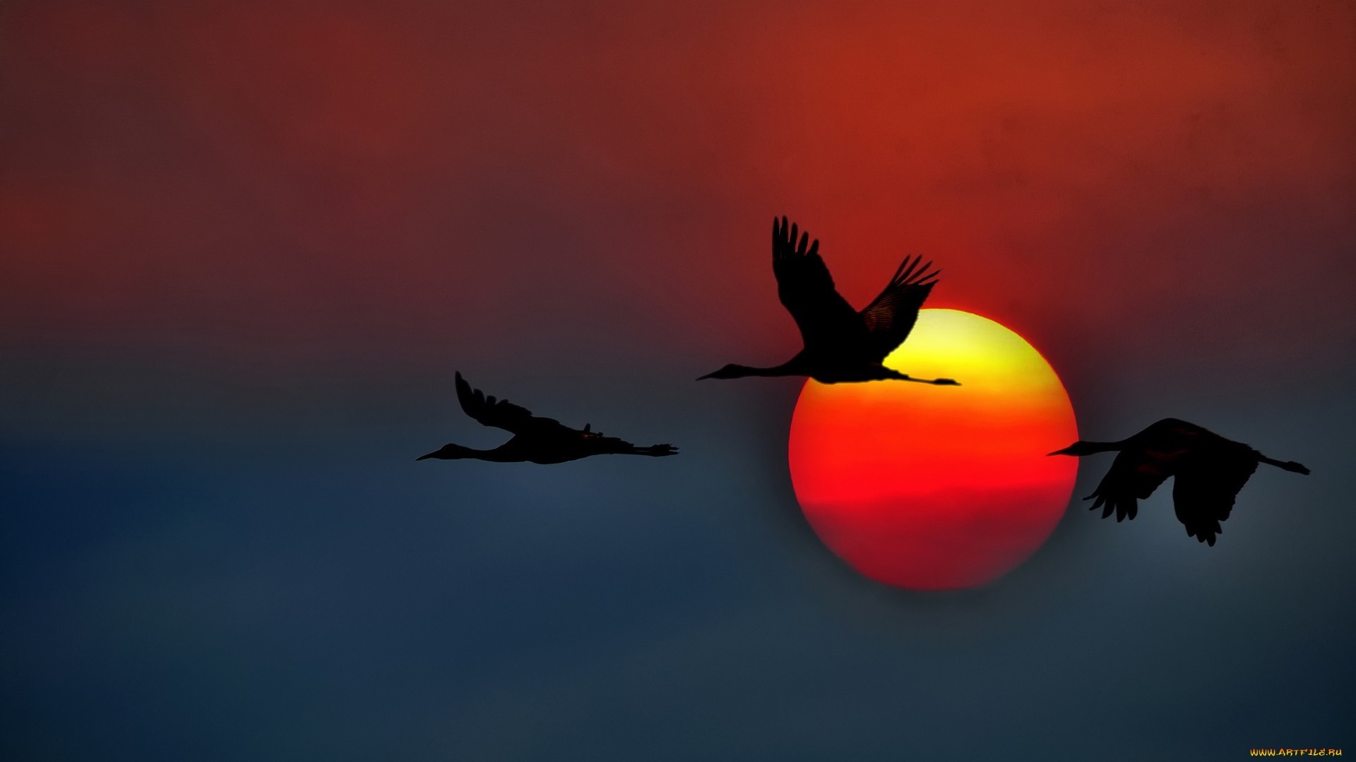 birds, sunset, background, cranes