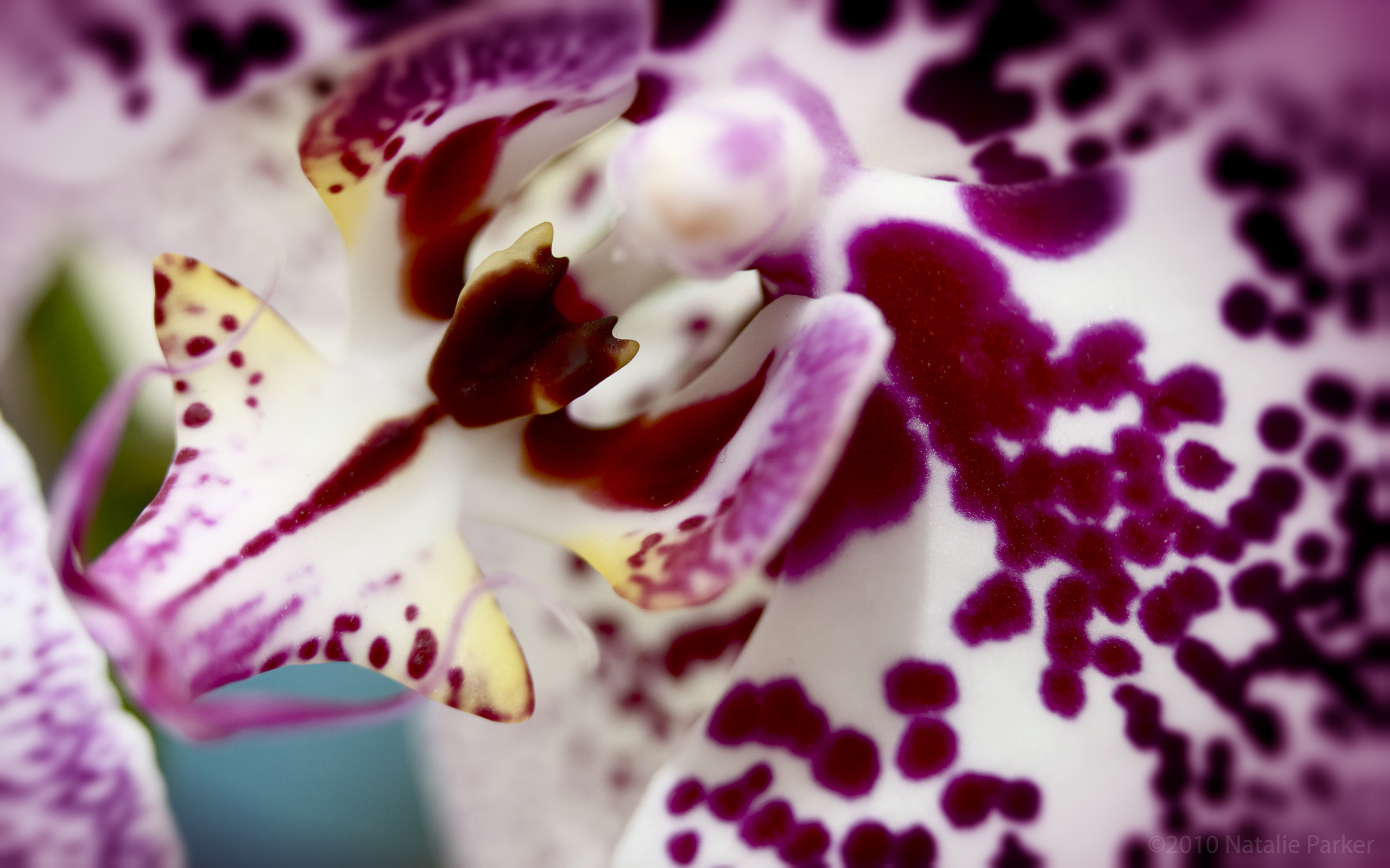 Free download wallpaper Flowers, Earth, Orchid on your PC desktop