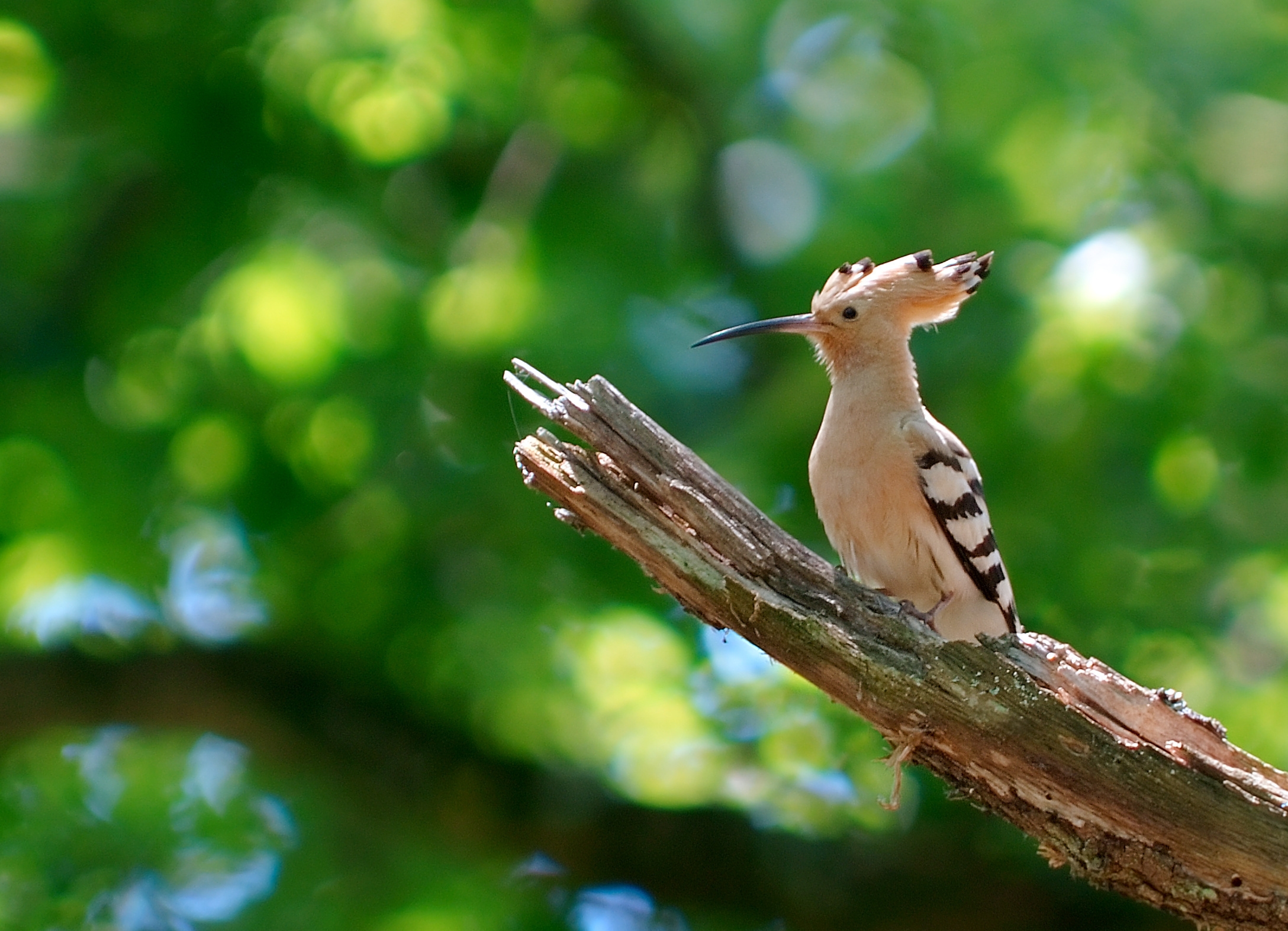 Free download wallpaper Bird, Branch, Hoopoe, Animals, Greens on your PC desktop