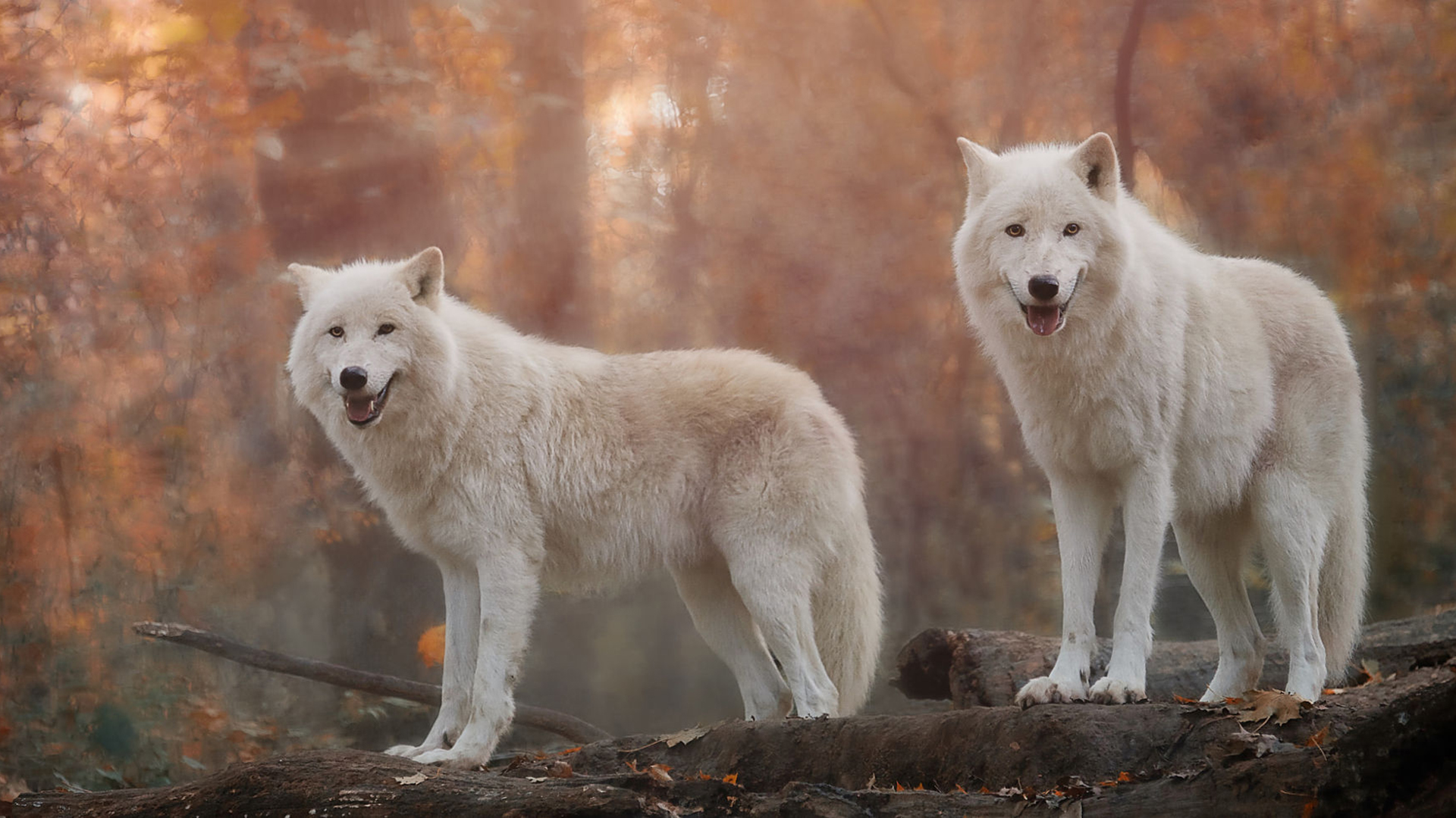 wolves, animal, wolf, white wolf