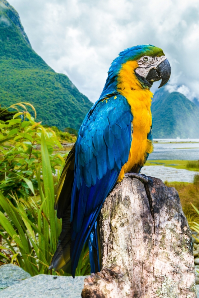 Download mobile wallpaper Birds, Mountain, Fog, Animal, River, Macaw, Parrot, Blue And Yellow Macaw for free.