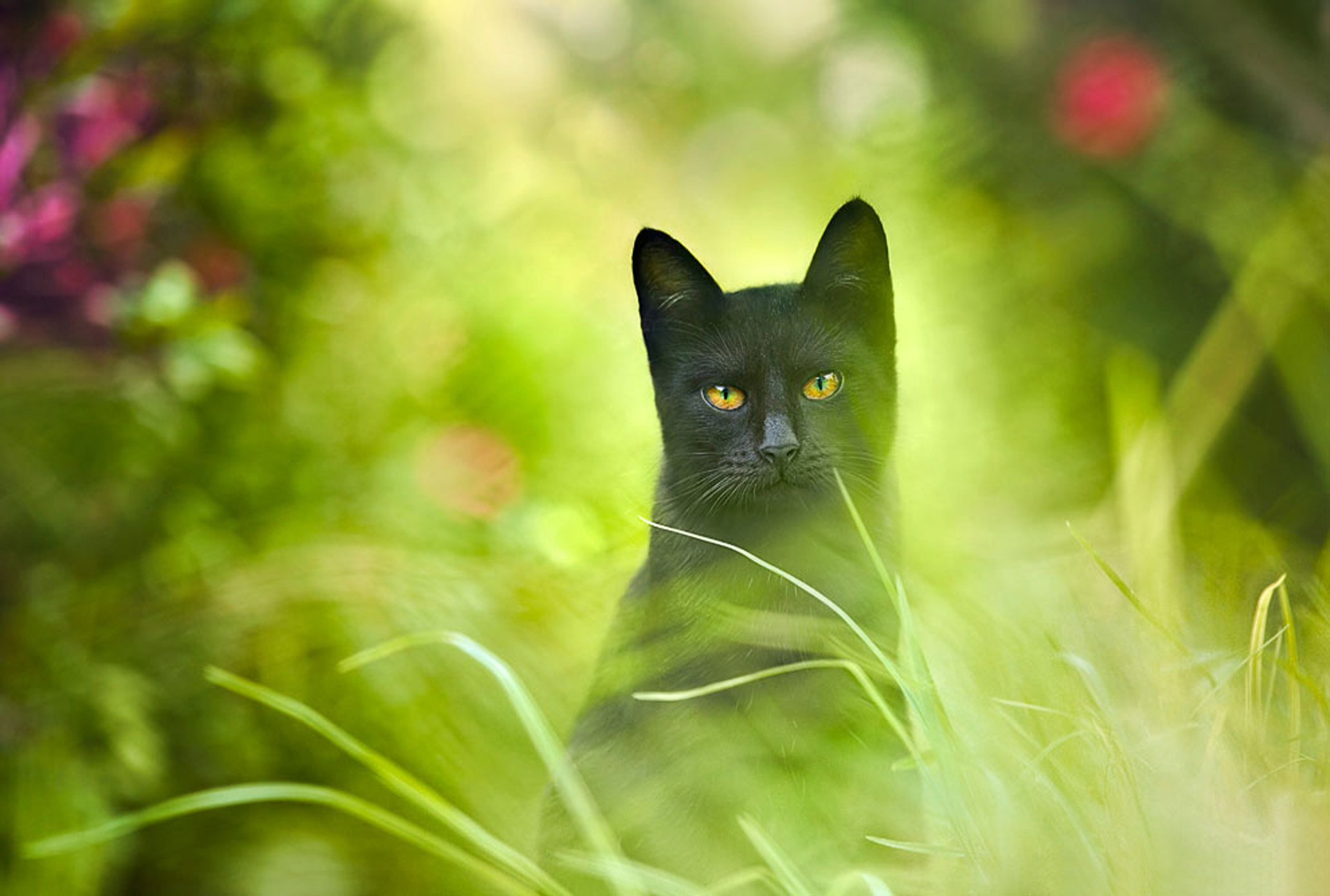 Baixar papel de parede para celular de Animais, Gatos, Gato gratuito.