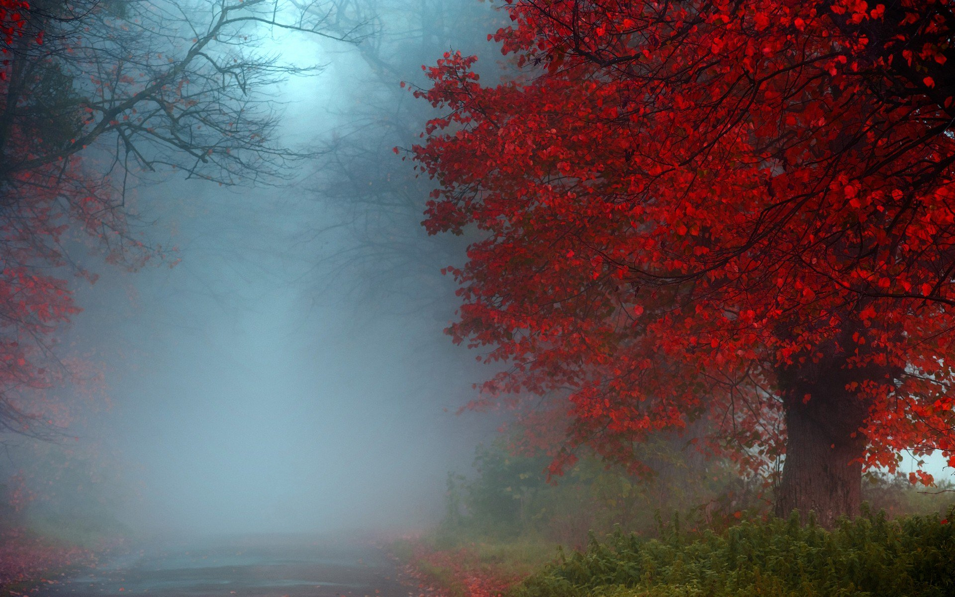 Download mobile wallpaper Road, Forest, Tree, Fog, Fall, Earth for free.