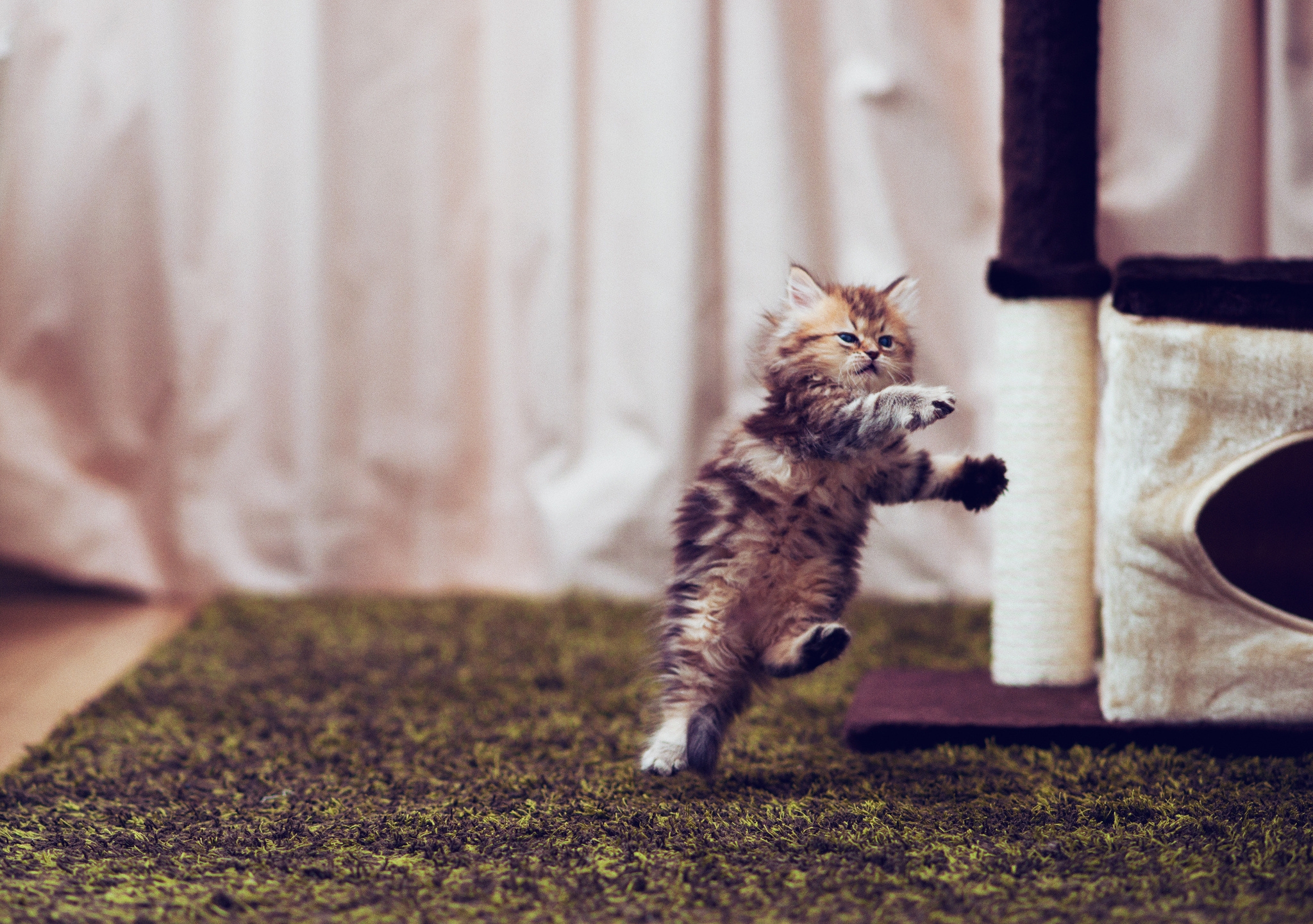 kitty, kitten, animals, playful, room, run, carpet, running