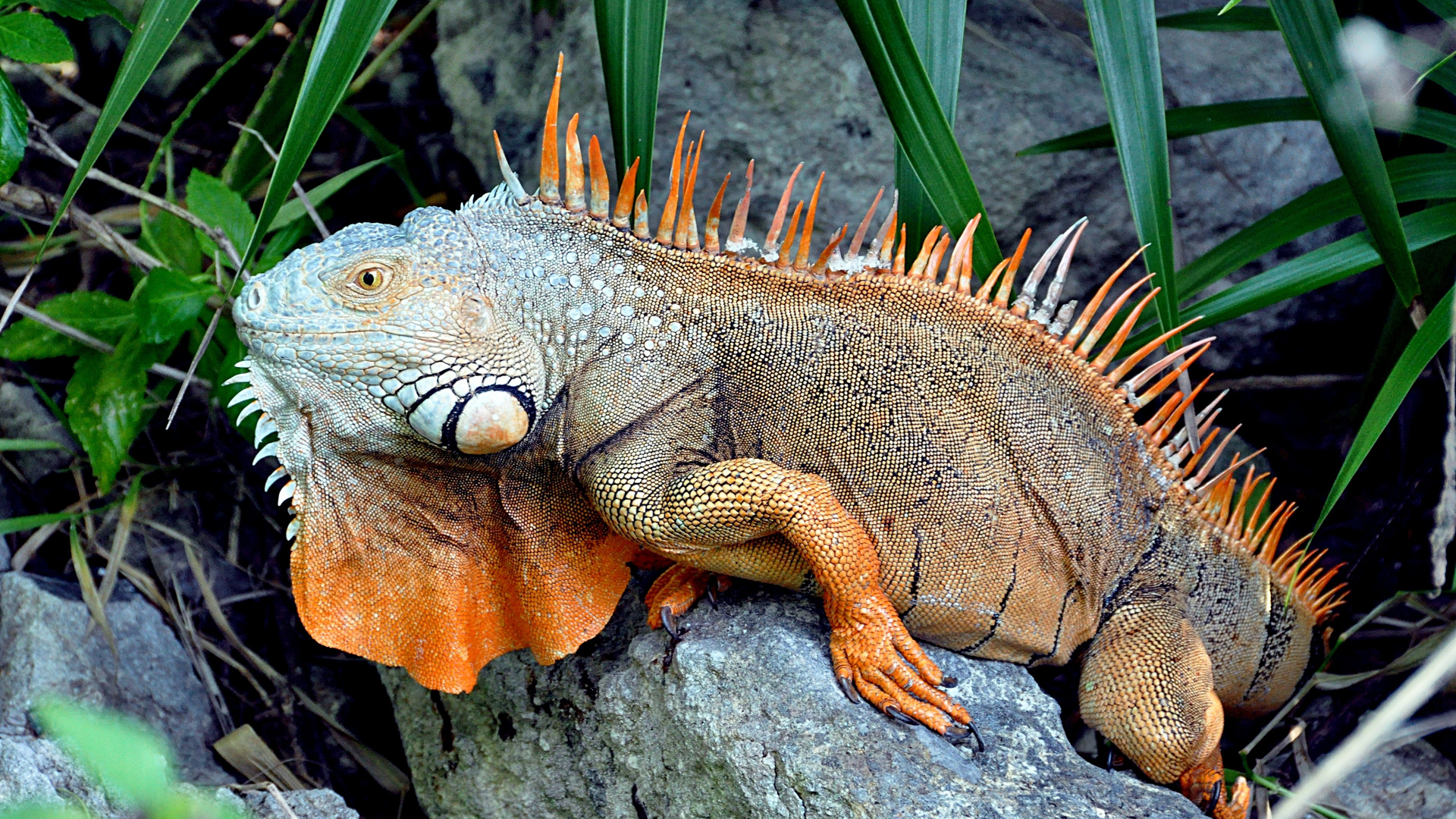 Free download wallpaper Animal, Lizard, Reptiles, Iguana on your PC desktop