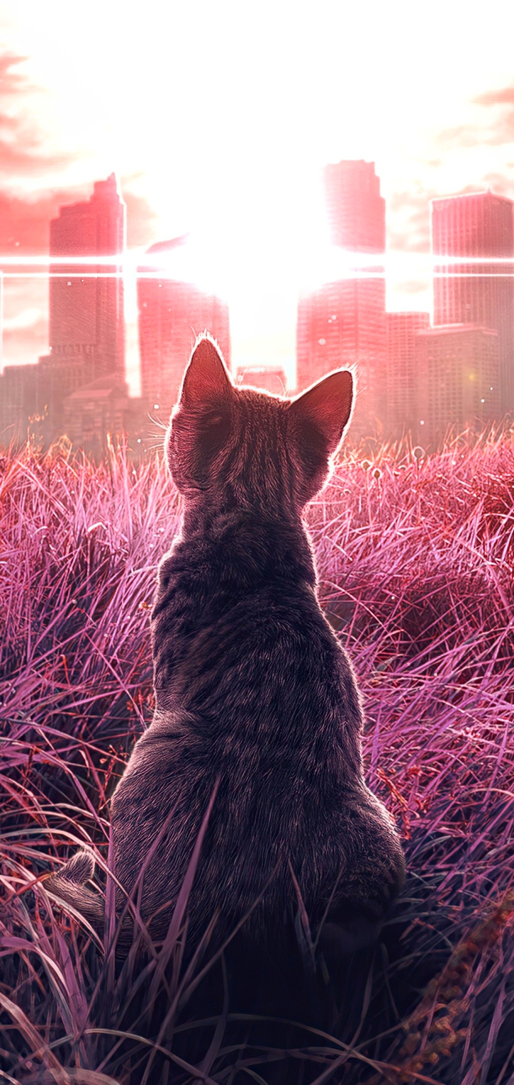 Download mobile wallpaper Cats, Grass, City, Cat, Animal for free.