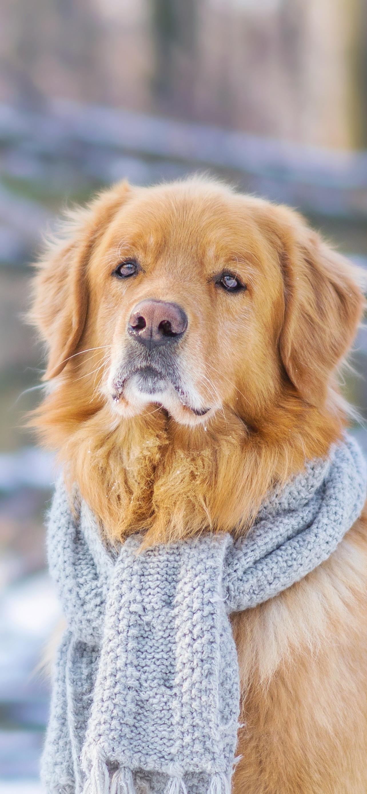 無料モバイル壁紙動物, 犬, ゴールデンレトリバー, スカーフをダウンロードします。