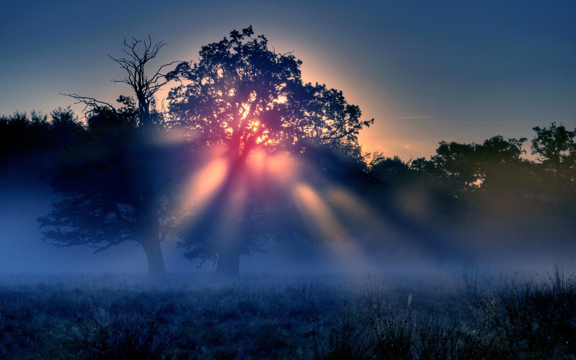 Free download wallpaper Landscape, Tree, Fog, Sunrise, Earth on your PC desktop