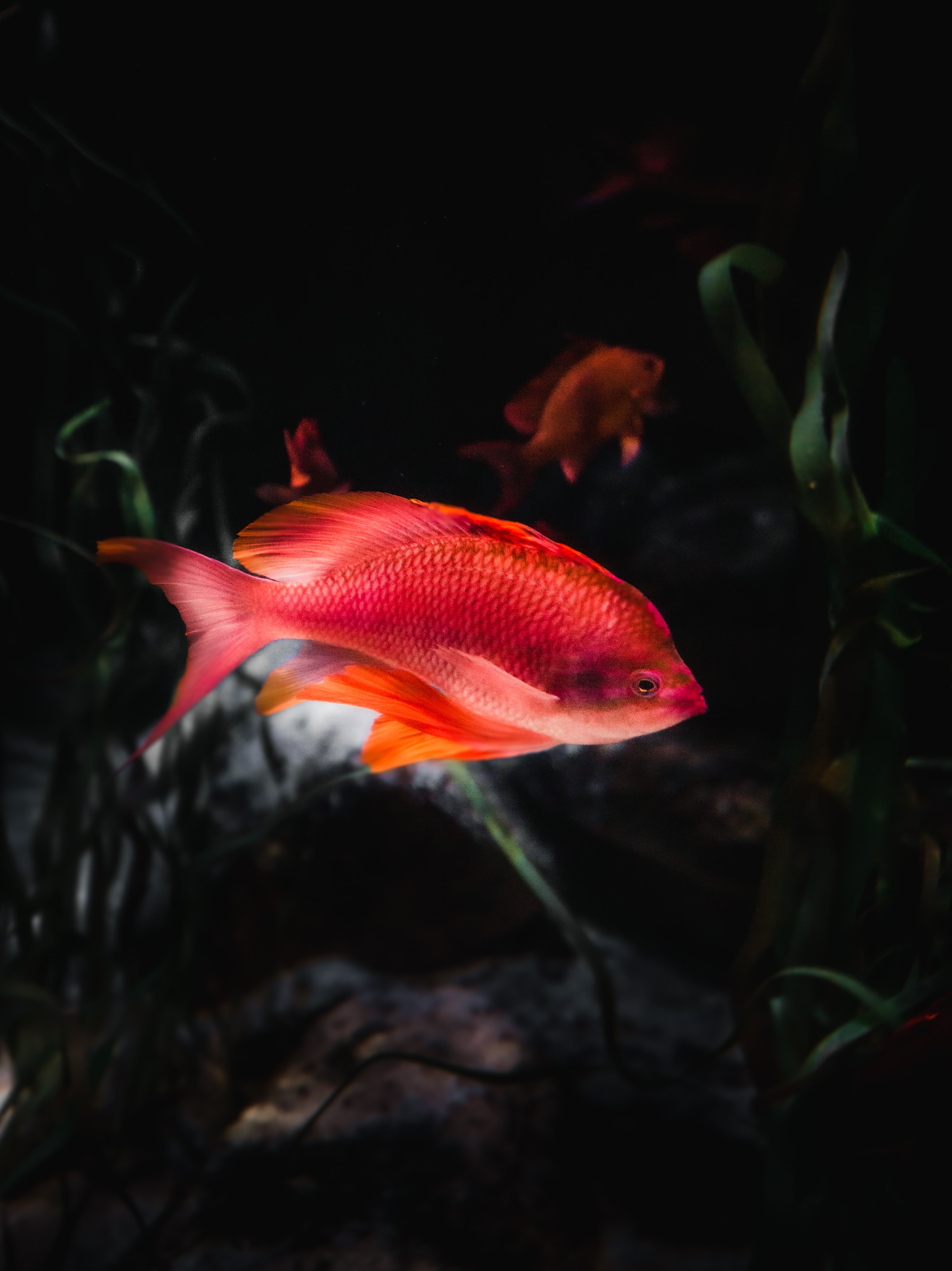 aquarium, animals, water, fish, orange fish