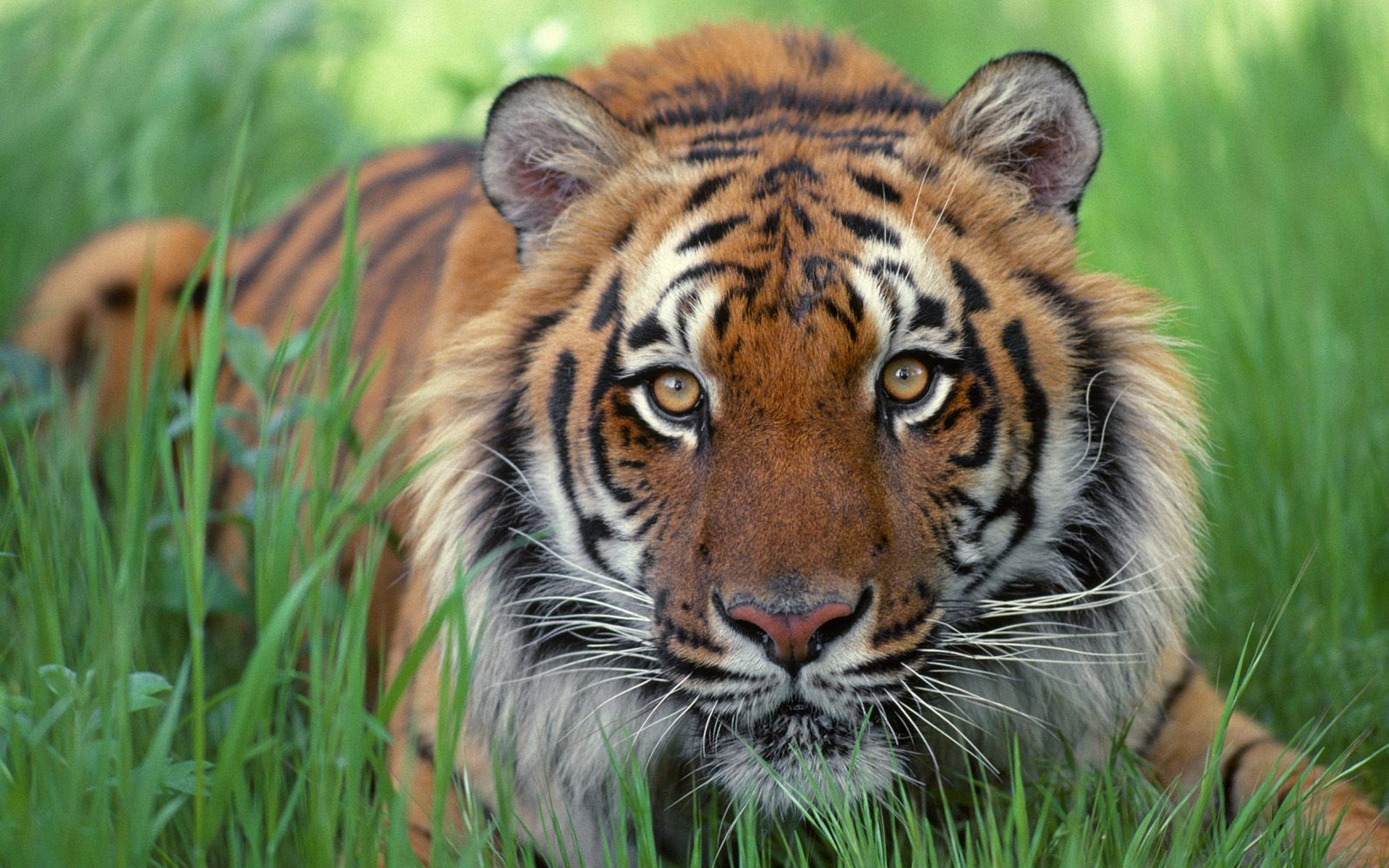 Baixe gratuitamente a imagem Animais, Gatos, Tigre na área de trabalho do seu PC