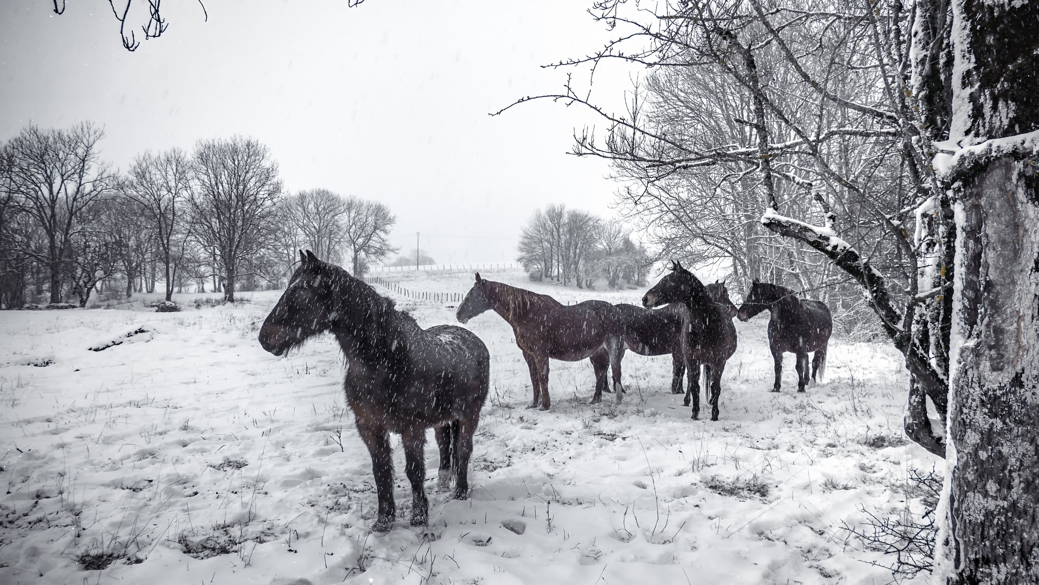 無料モバイル壁紙動物, 冬, 馬, 雪, 降雪をダウンロードします。