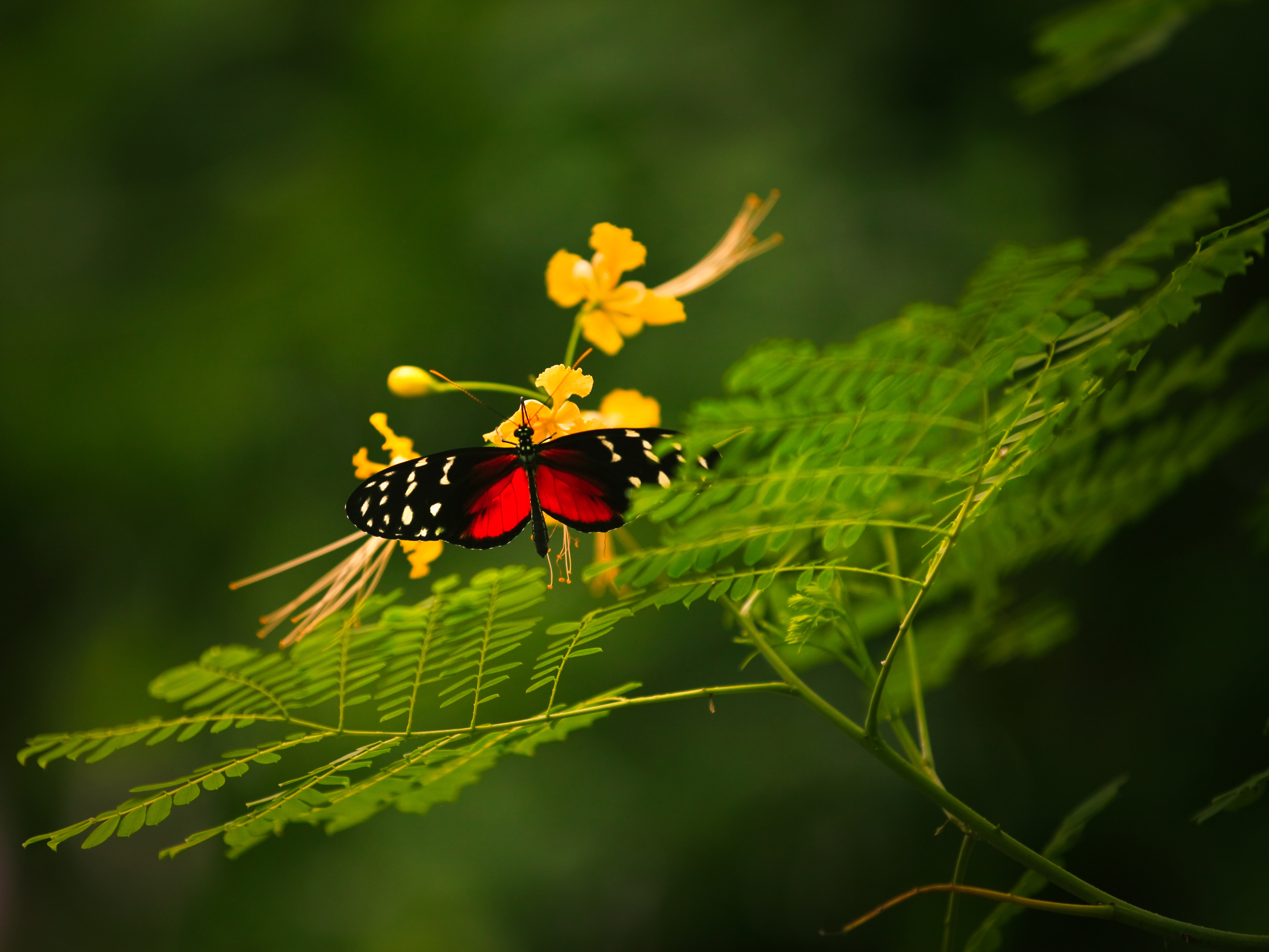 無料モバイル壁紙動物, 蝶, 葉をダウンロードします。