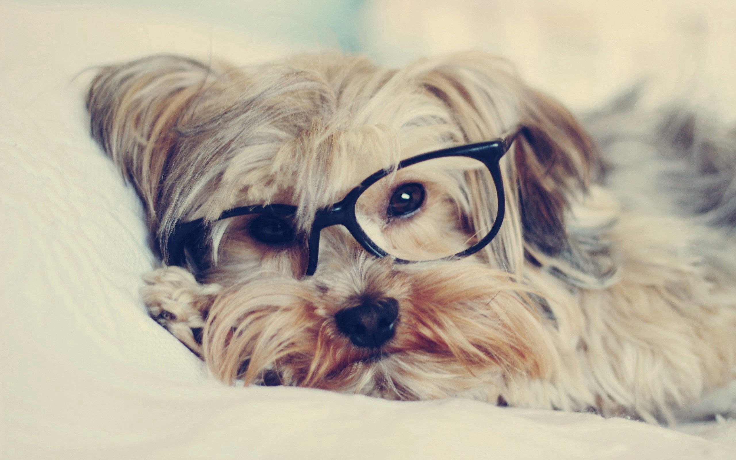 Handy-Wallpaper Yorkshire Terrier, Brille, Hund, Tiere, Schnauze kostenlos herunterladen.
