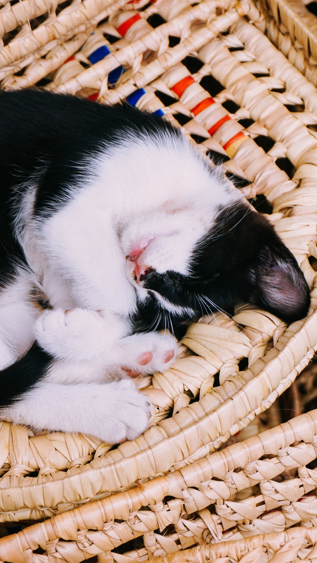 Download mobile wallpaper Cats, Cat, Kitten, Animal, Basket, Sleeping, Baby Animal for free.