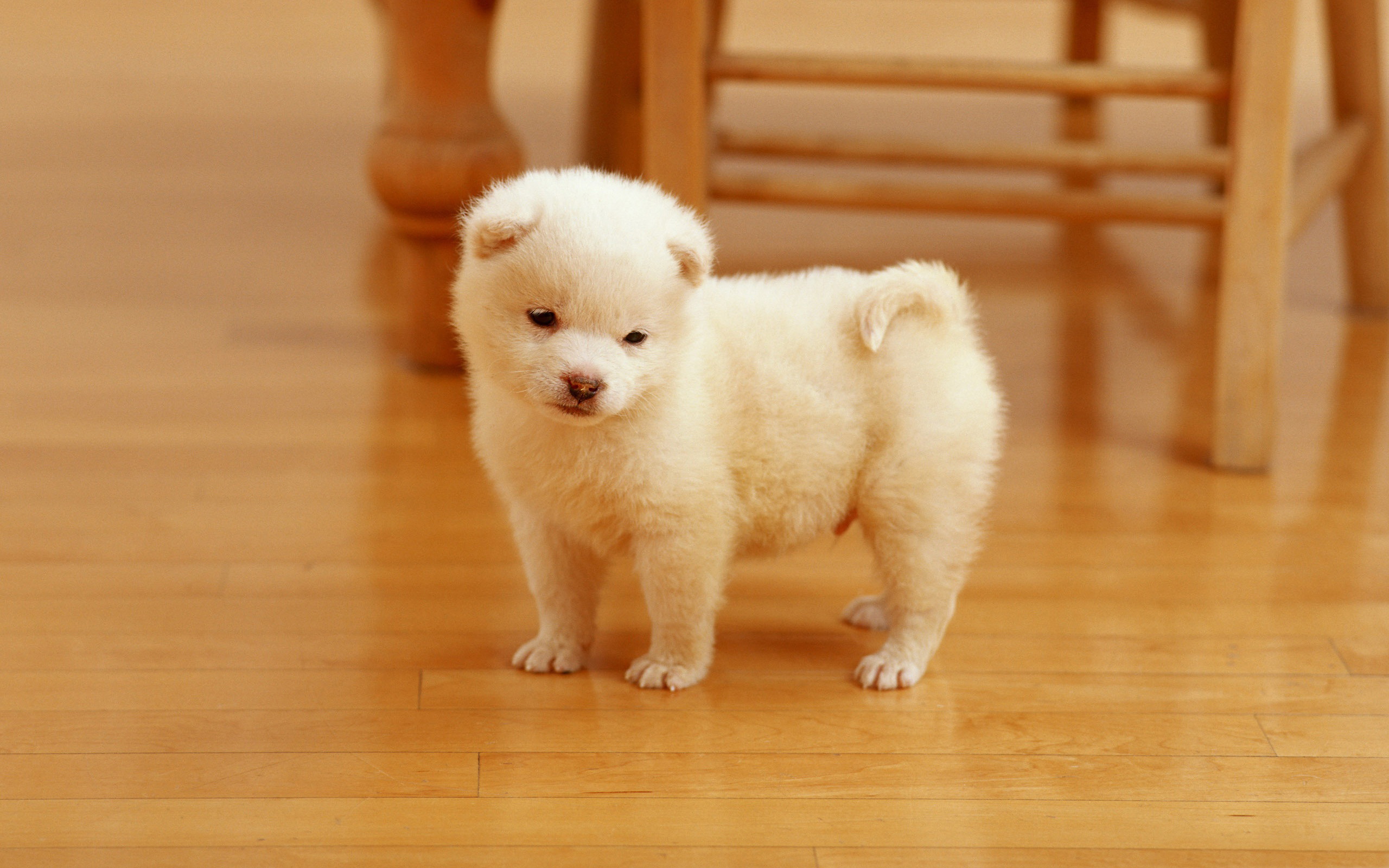 無料モバイル壁紙動物, 犬, 子犬をダウンロードします。