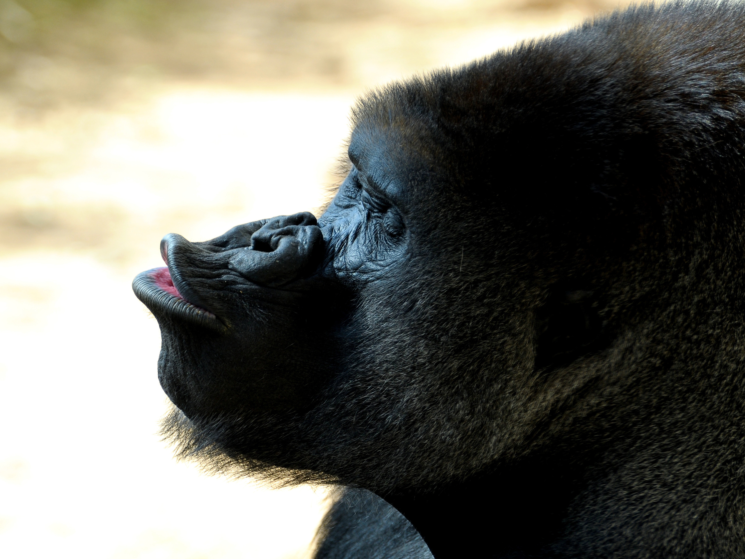 187737 Bild herunterladen tiere, gorilla, affen - Hintergrundbilder und Bildschirmschoner kostenlos
