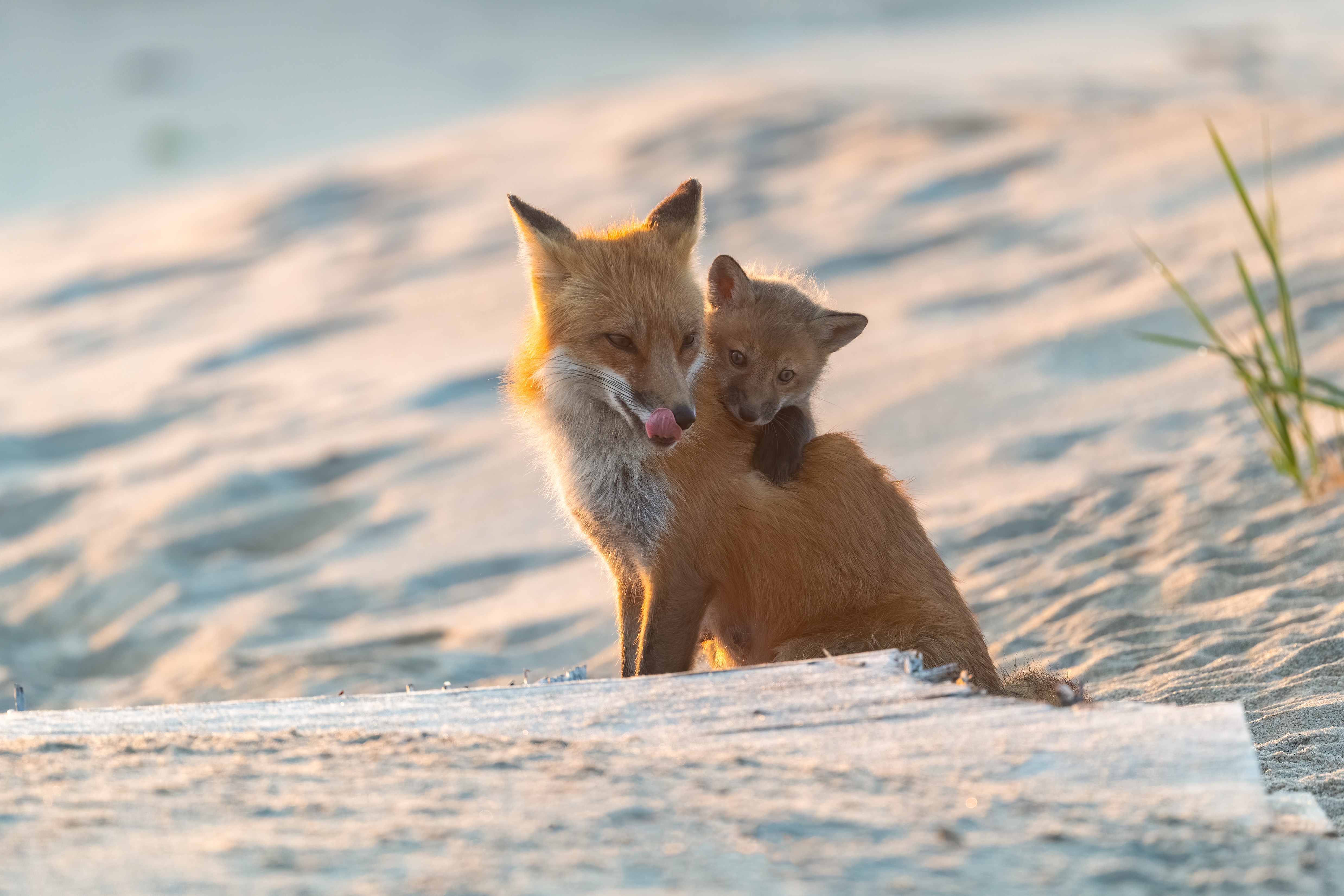 無料モバイル壁紙動物, 狐, 赤ちゃん動物をダウンロードします。