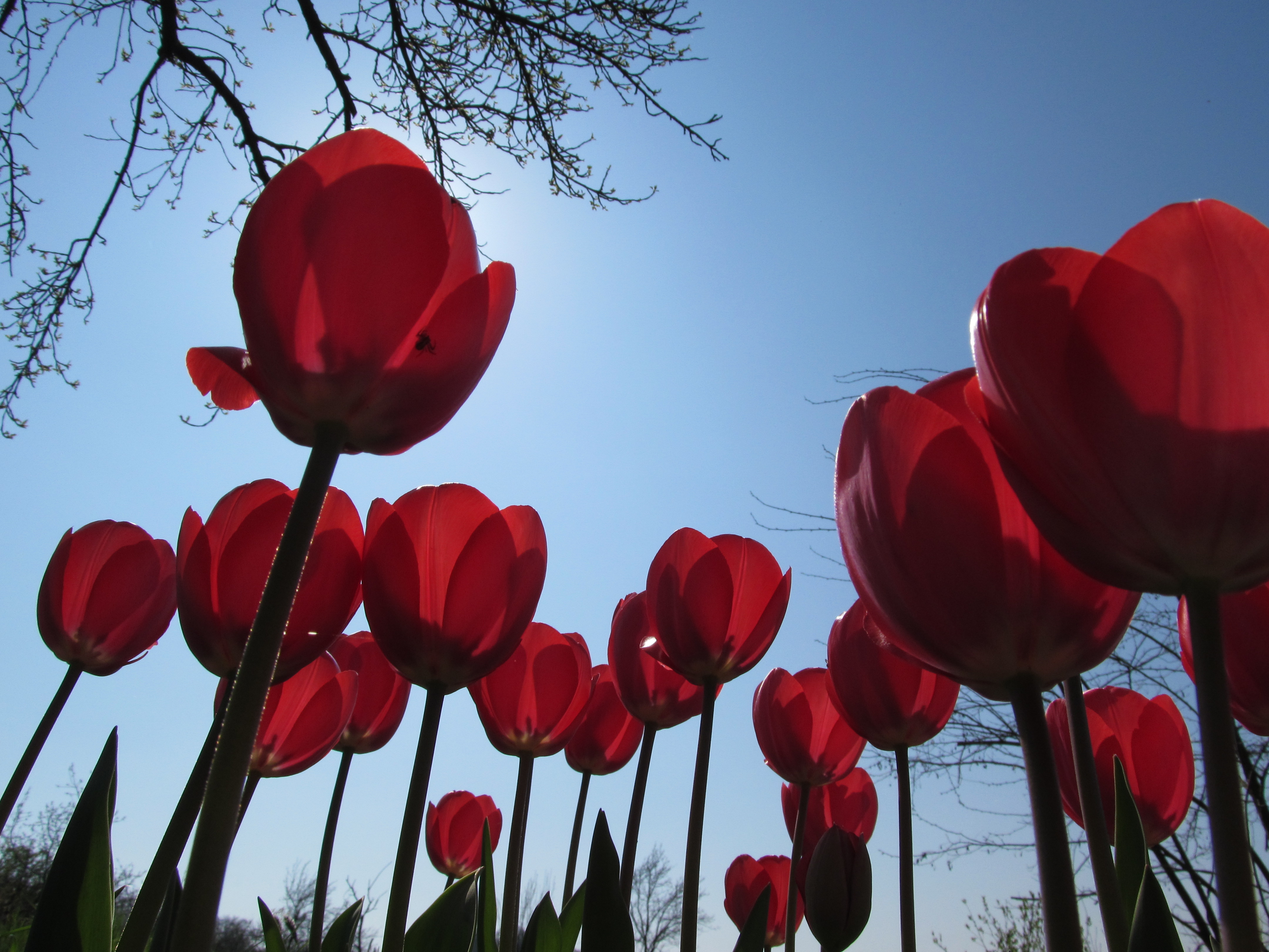 Download mobile wallpaper Tulip, Flowers, Flower, Earth for free.