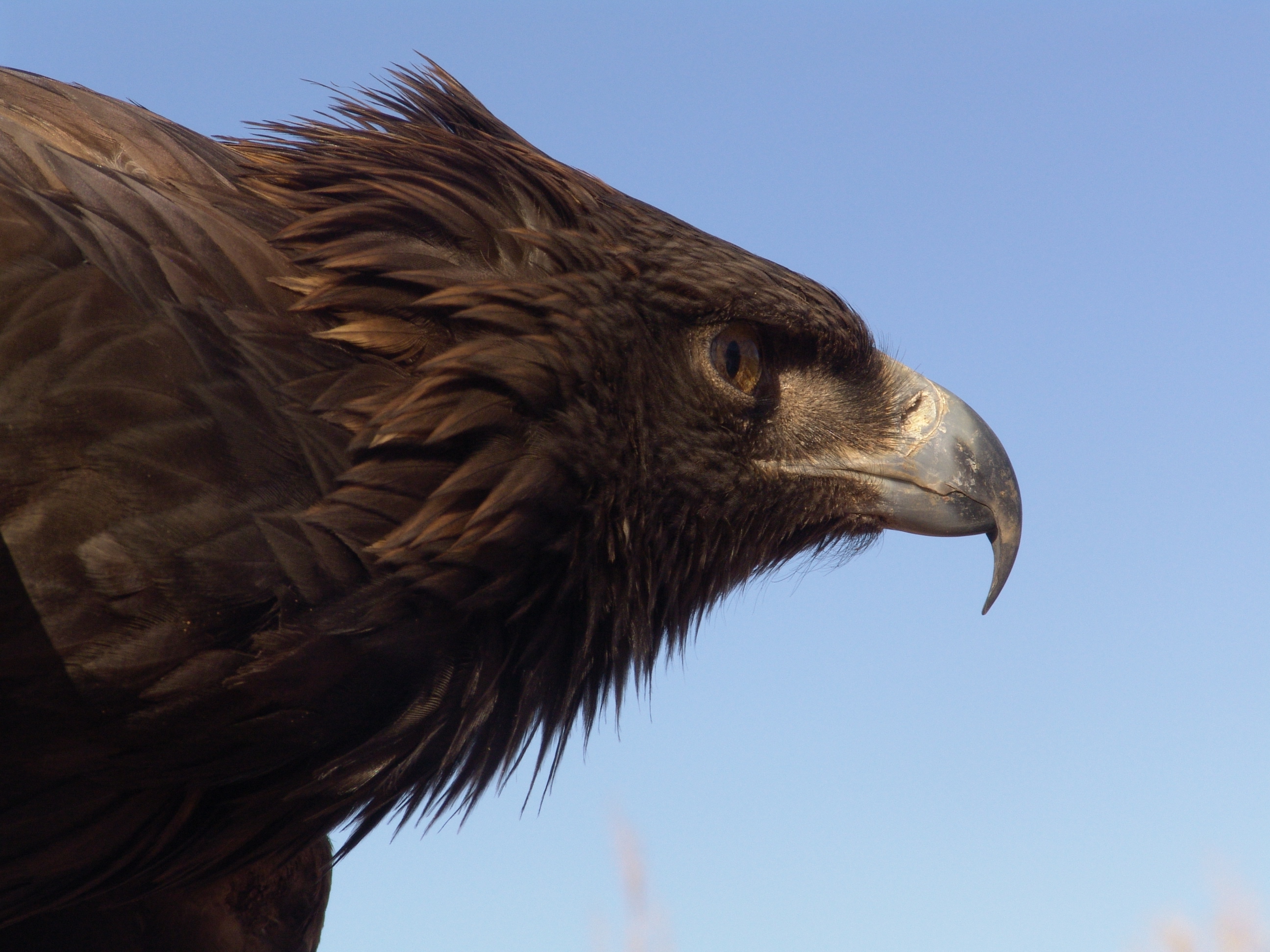 Téléchargez des papiers peints mobile Aigle, Des Oiseaux, Animaux gratuitement.