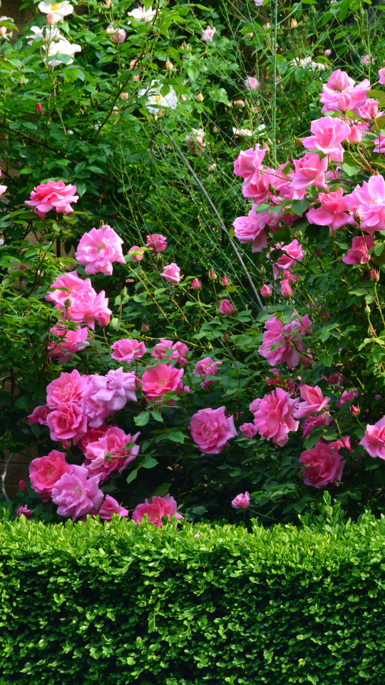 Скачать картинку Цветок, Роза, Земля, Куст, Зеленый, Земля/природа, Розовый Цветок, Розовый Куст, Флауэрсы в телефон бесплатно.