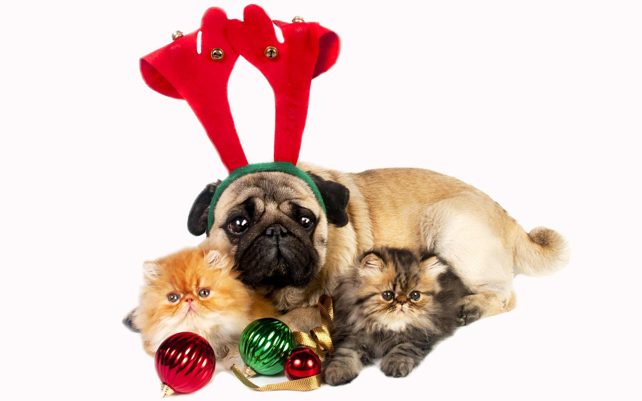 Скачать обои бесплатно Собака, Рождество, Котенок, Мопс, Праздничные картинка на рабочий стол ПК