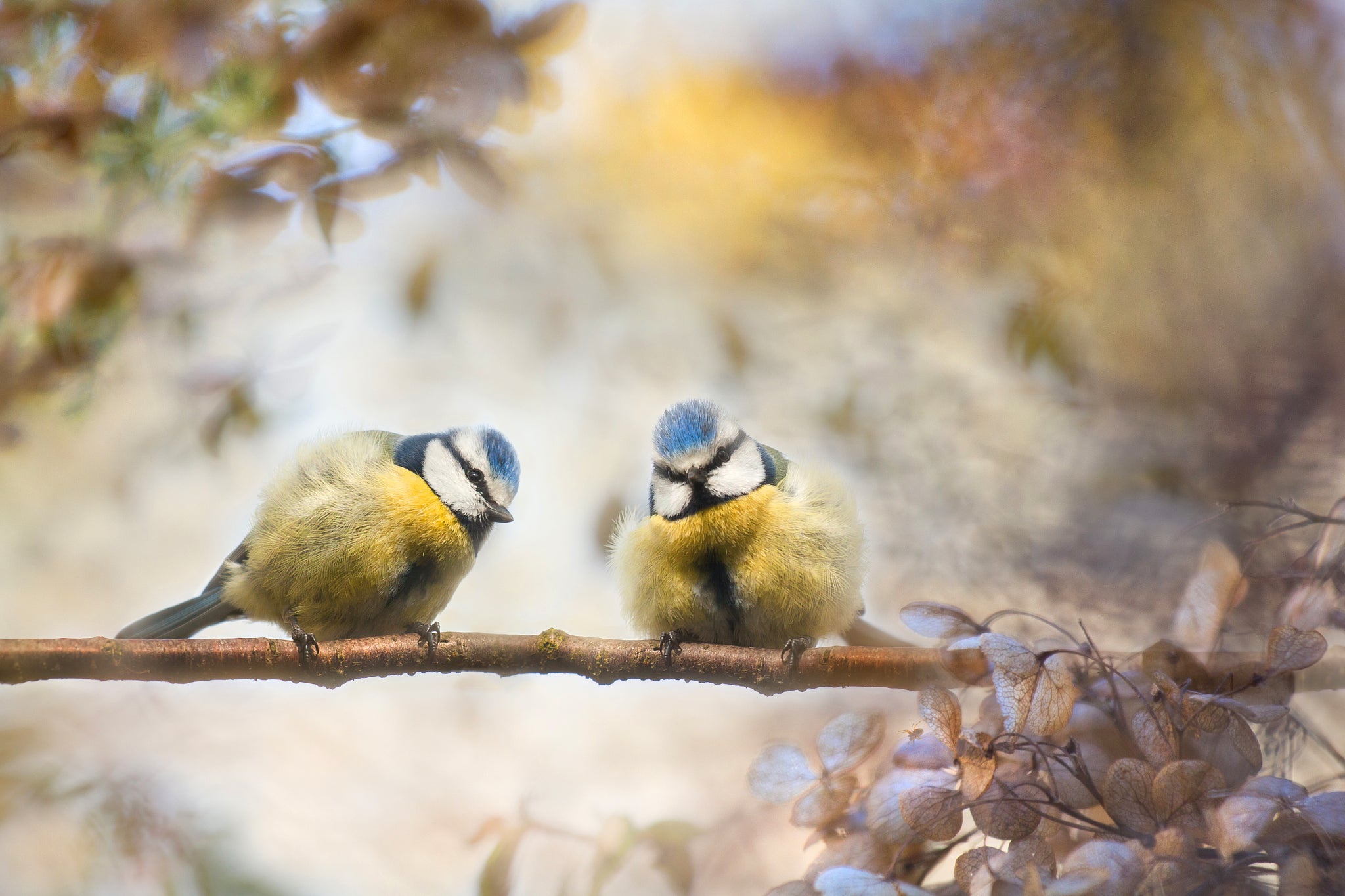 Free download wallpaper Birds, Bird, Animal, Titmouse, Passerine on your PC desktop