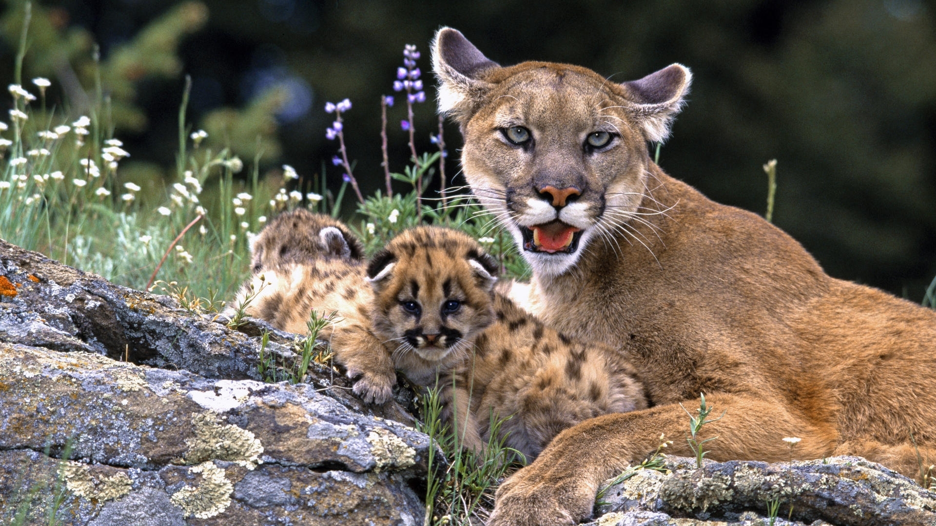Laden Sie das Puma, Tiere-Bild kostenlos auf Ihren PC-Desktop herunter