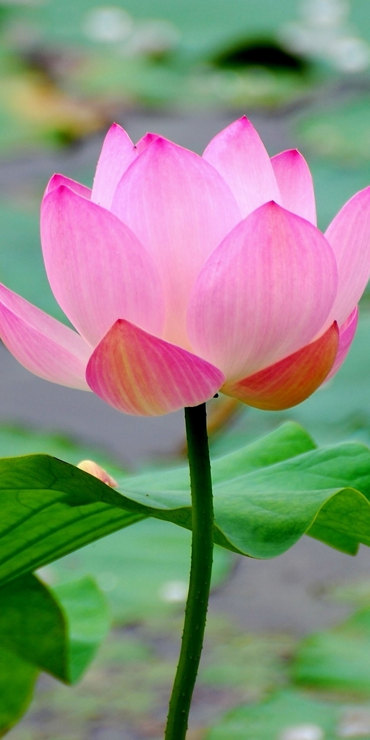 Téléchargez des papiers peints mobile Fleurs, Lotus, Fleur, Terre/nature gratuitement.
