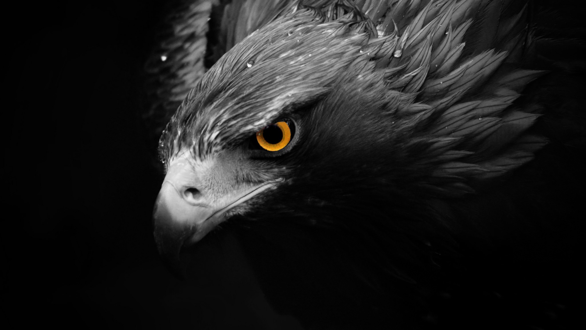 347371 descargar imagen águila, animales, aves: fondos de pantalla y protectores de pantalla gratis